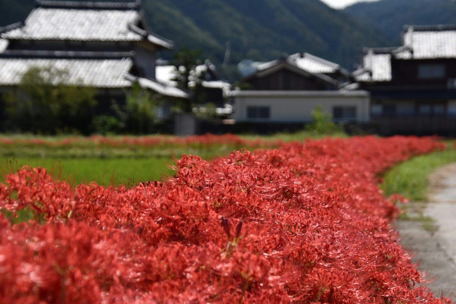 鮮豔的紅色彼岸花在鄉村景觀中綻放，背景是山脈