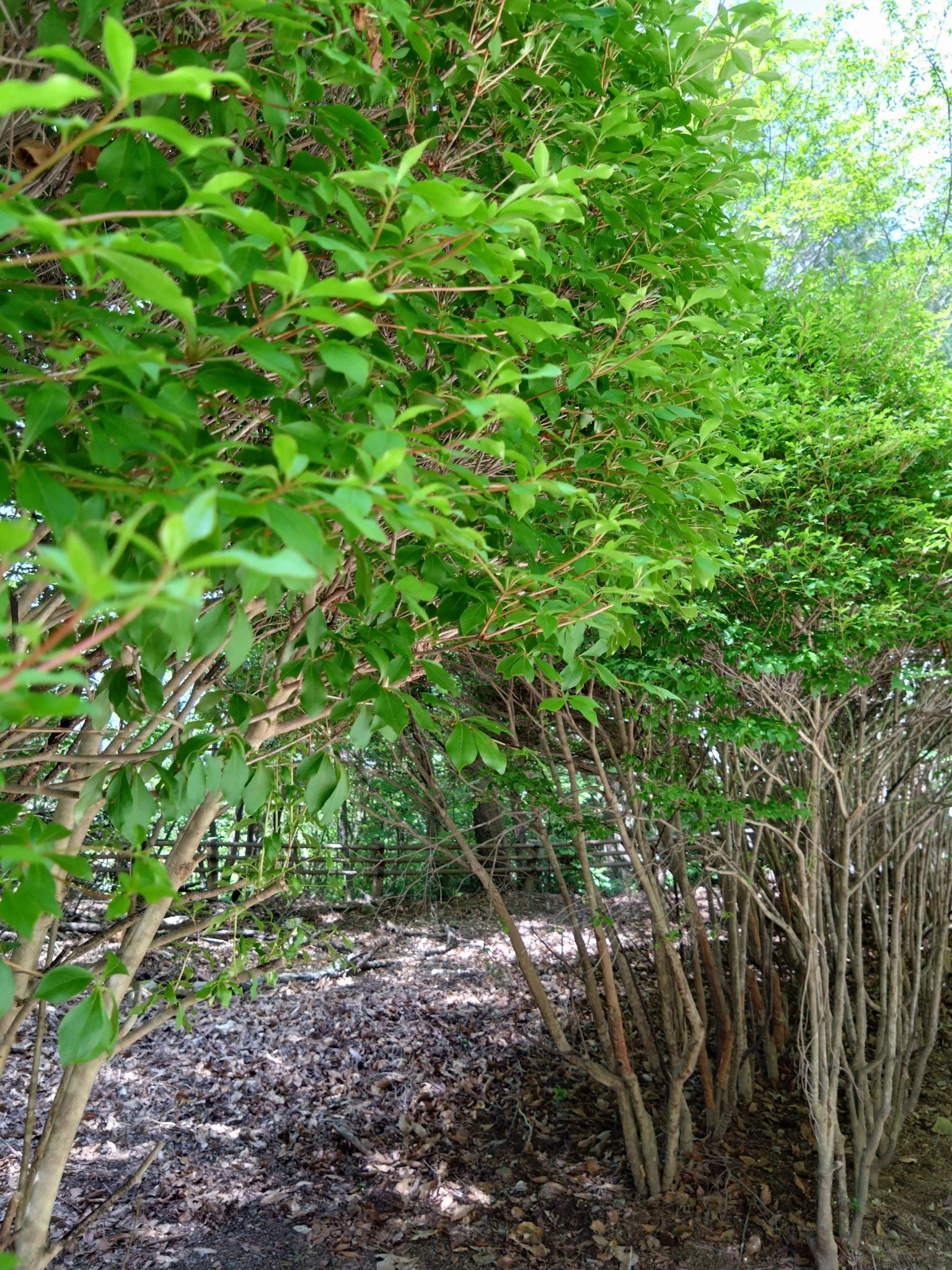 Foto di un sentiero circondato da fogliame verde lussureggiante