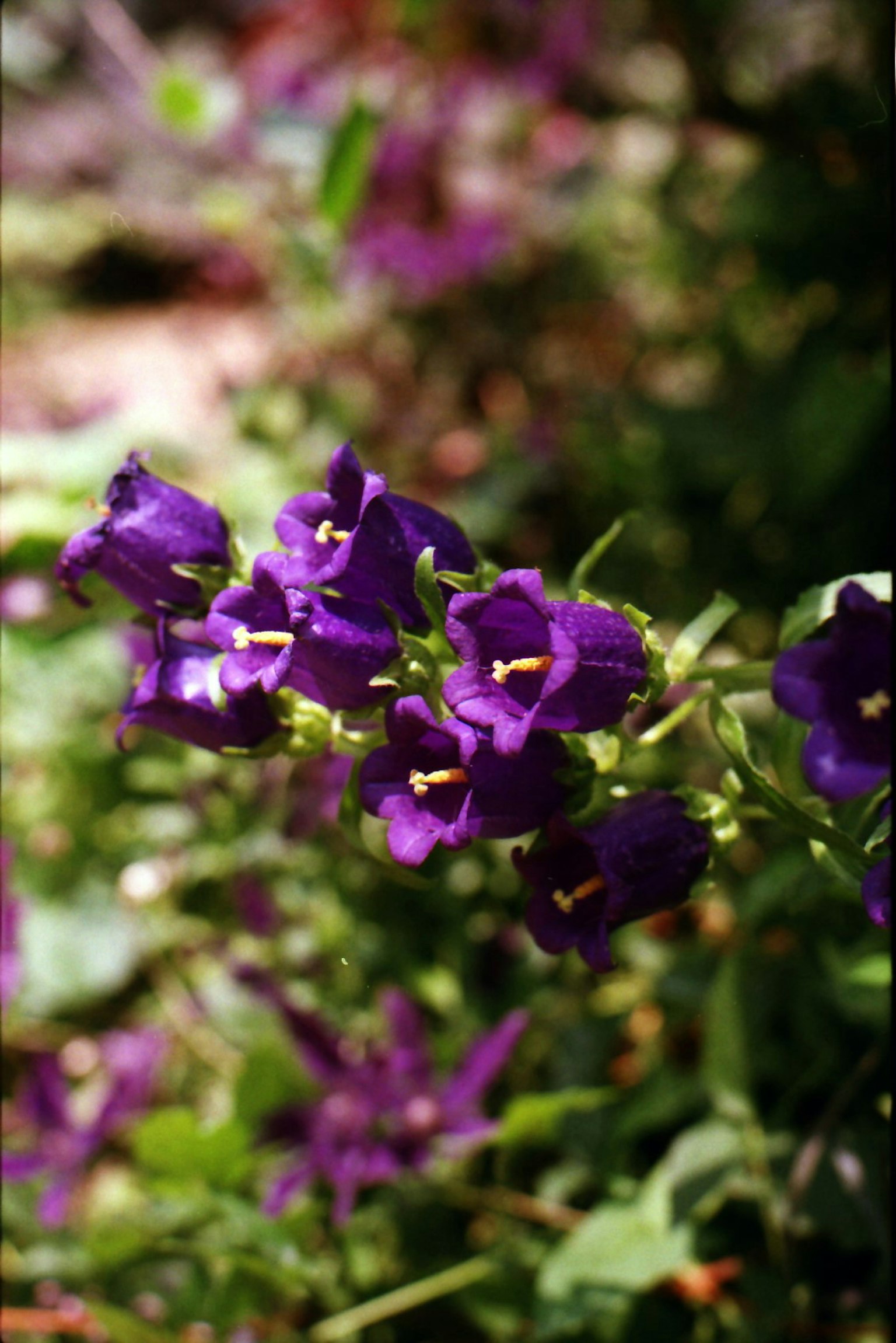 Regroupements de fleurs violettes entourées de feuillage vert