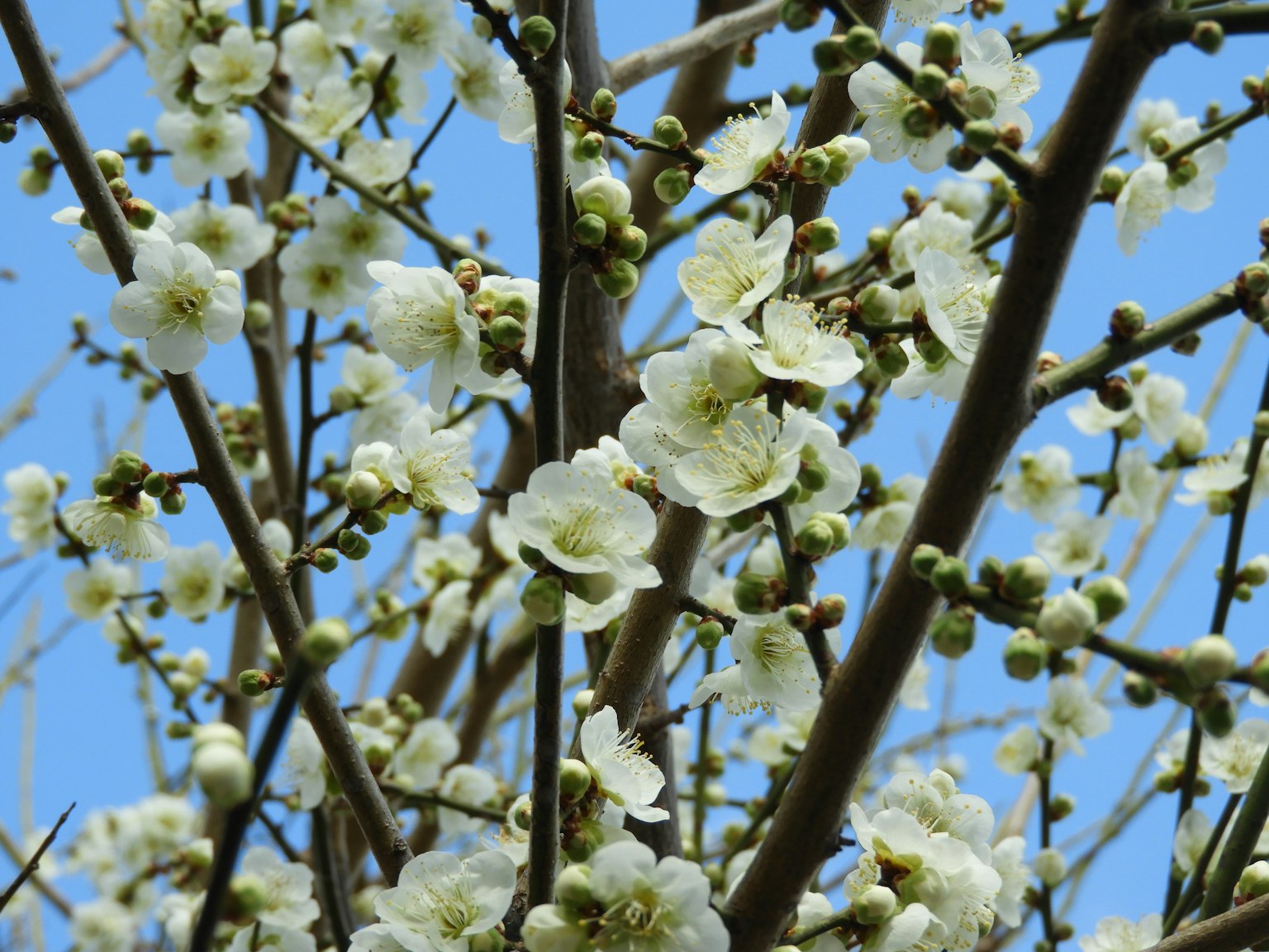 Ramas de un árbol con flores blancas contra un cielo azul
