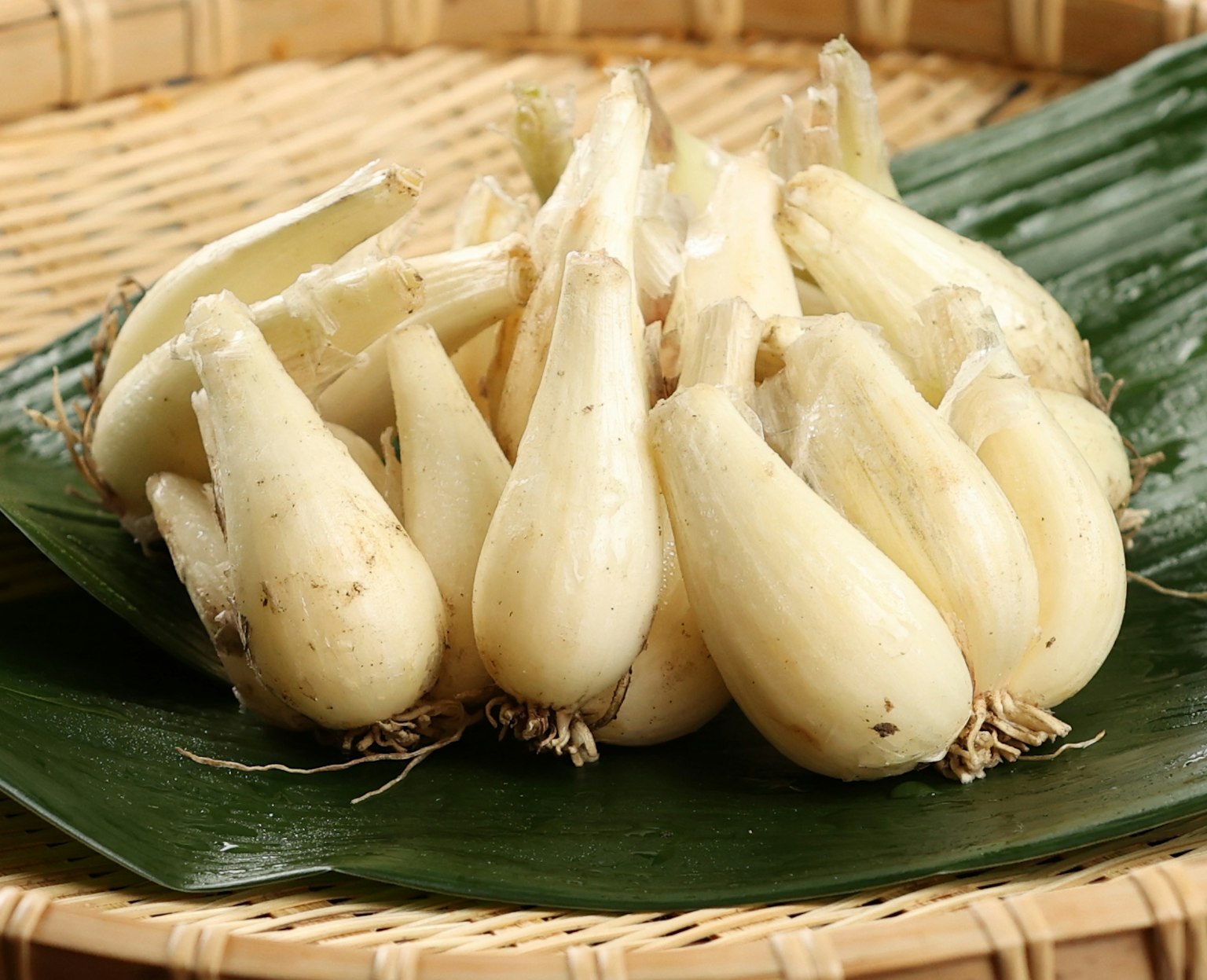 白色根菜排列在一片叶子上