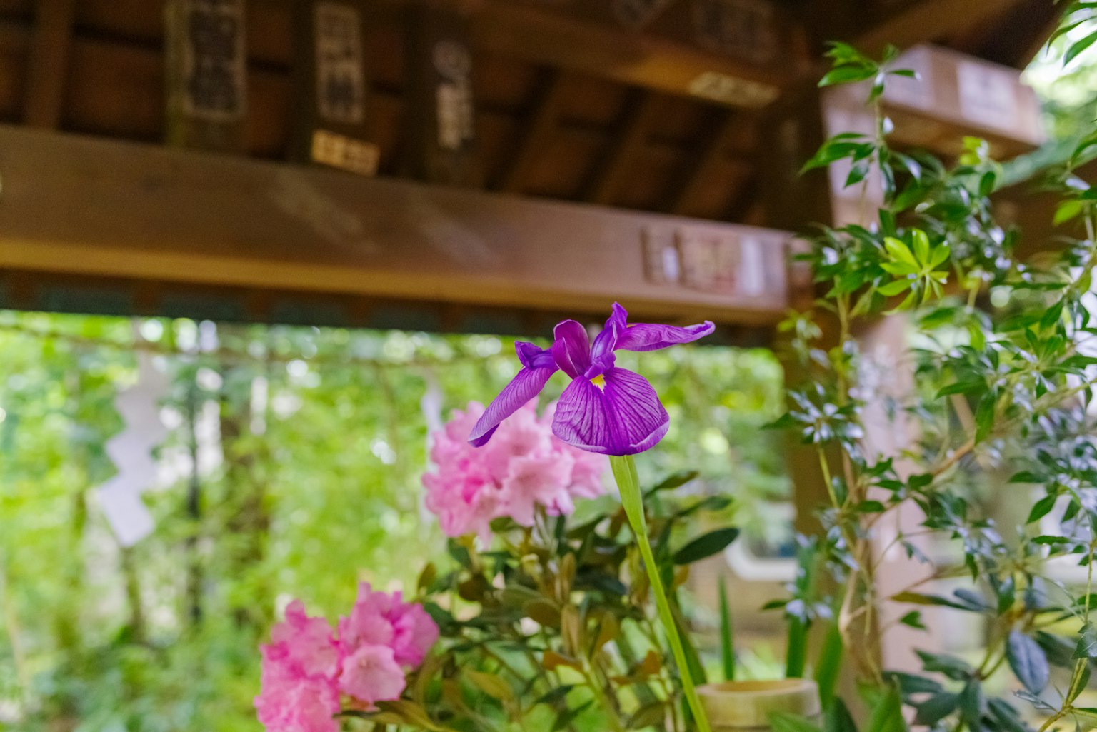 Fiore viola e fiori rosa in un giardino