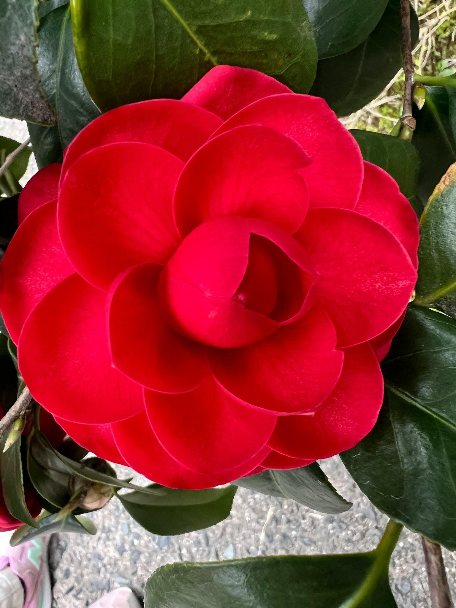 Lebendige rote Kamelienblüte zwischen grünen Blättern