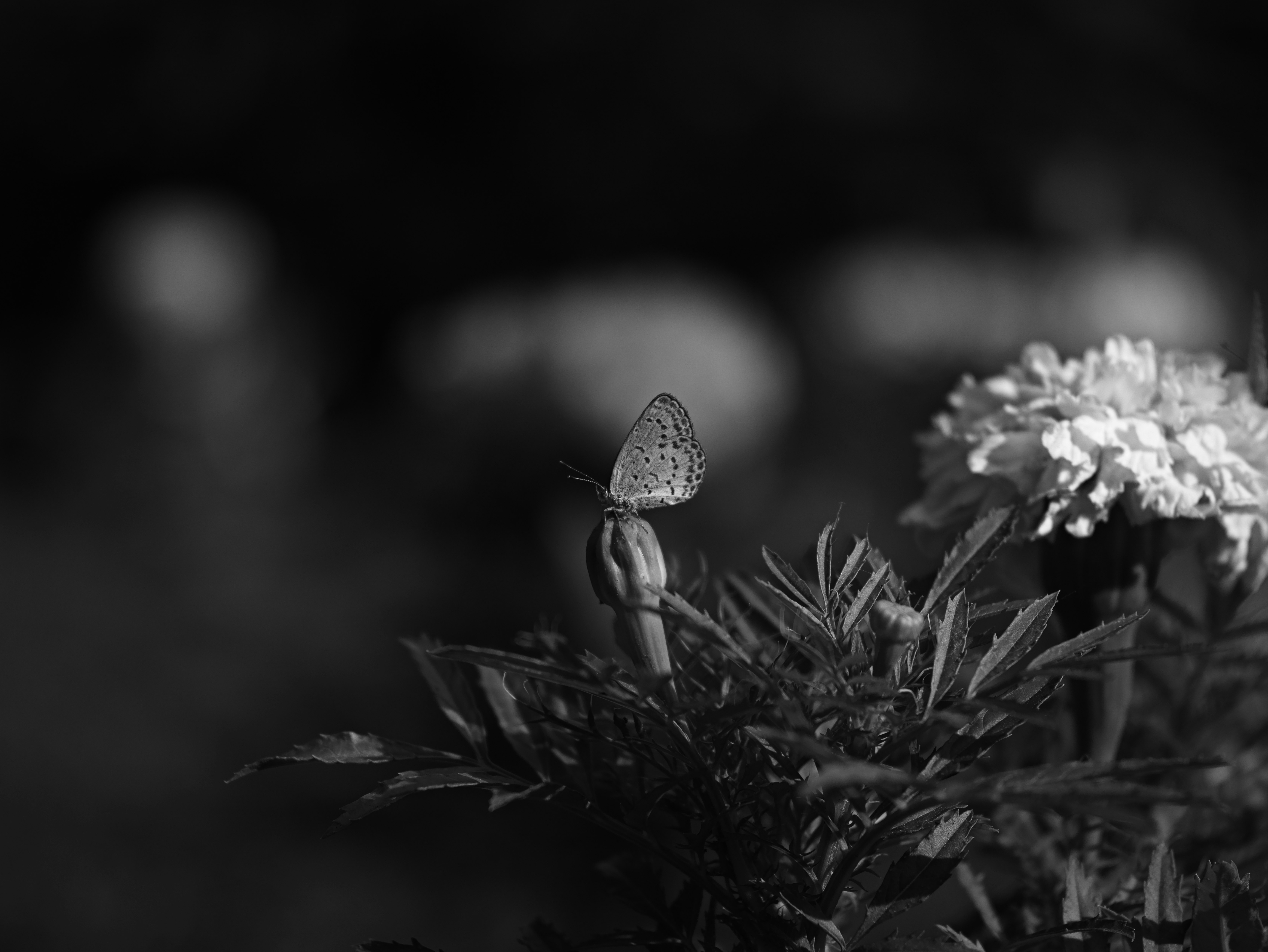 Una imagen en blanco y negro de una mariposa posada sobre una flor con fondo borroso