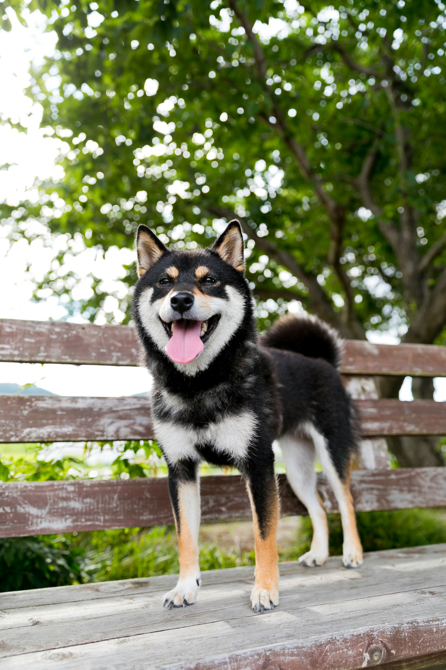 柴犬在木長椅上微笑，毛色黑棕