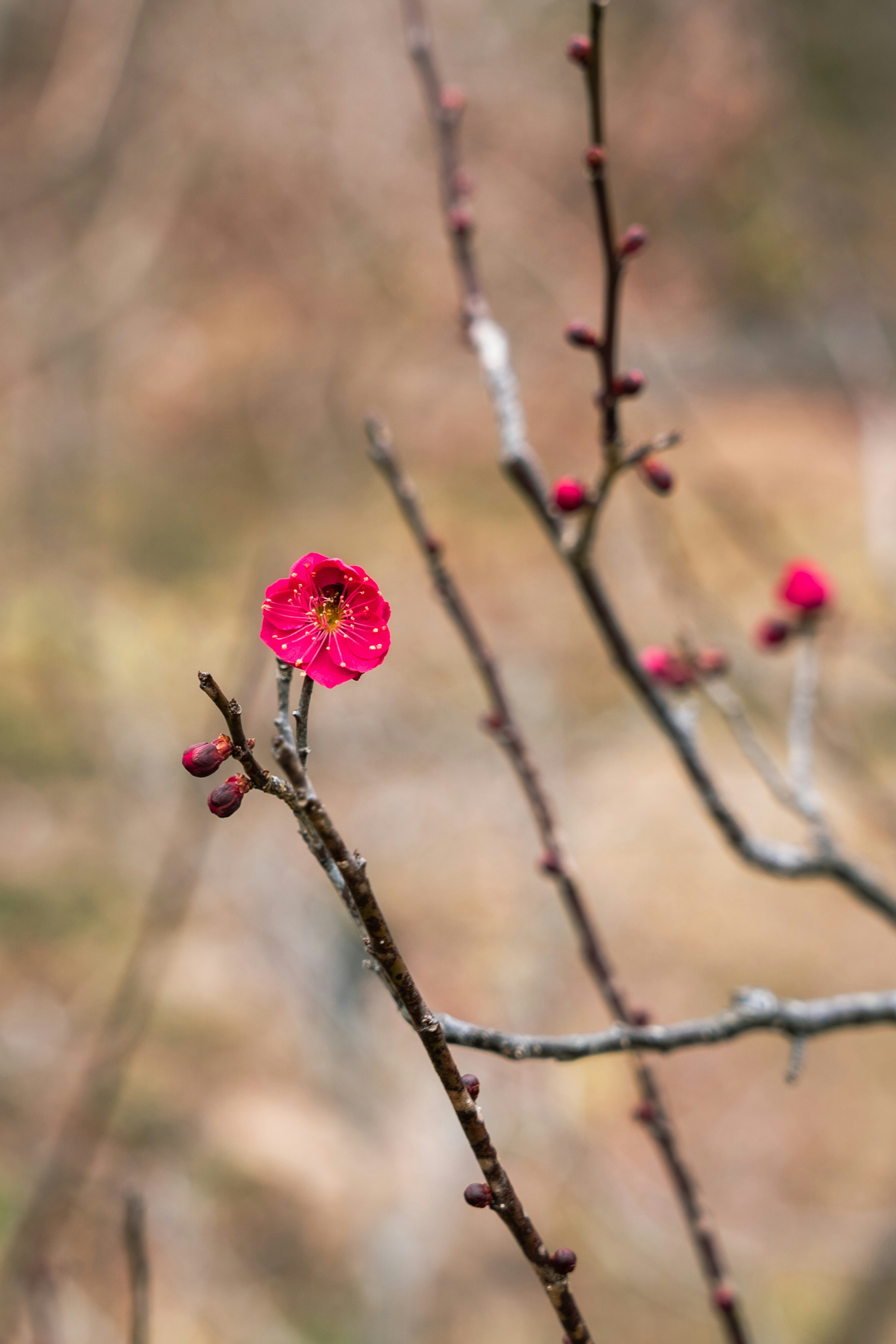 枝に咲く鮮やかなピンクの花とつぼみのマクロ