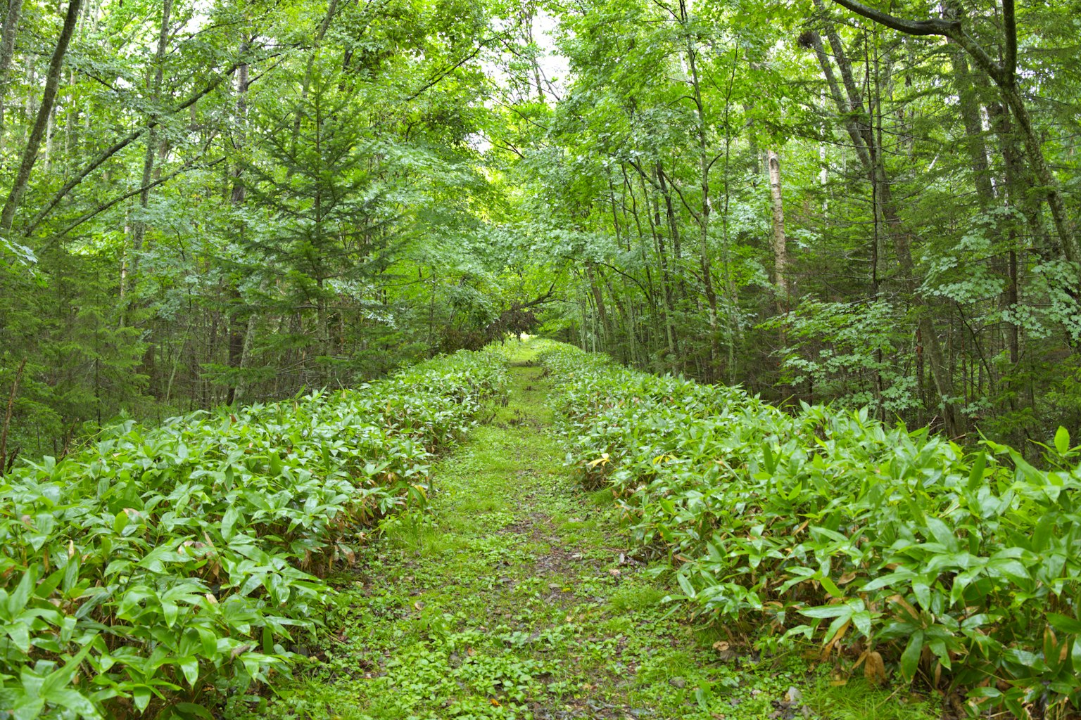 Sendero forestal verde con vegetación densa