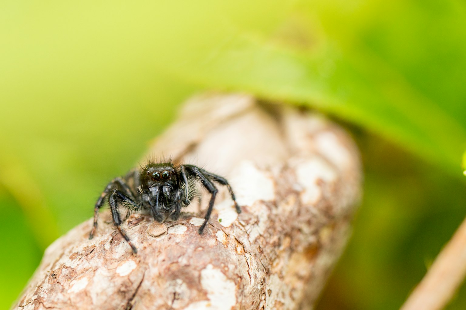 Una araña negra posada sobre una ramita con un fondo verde