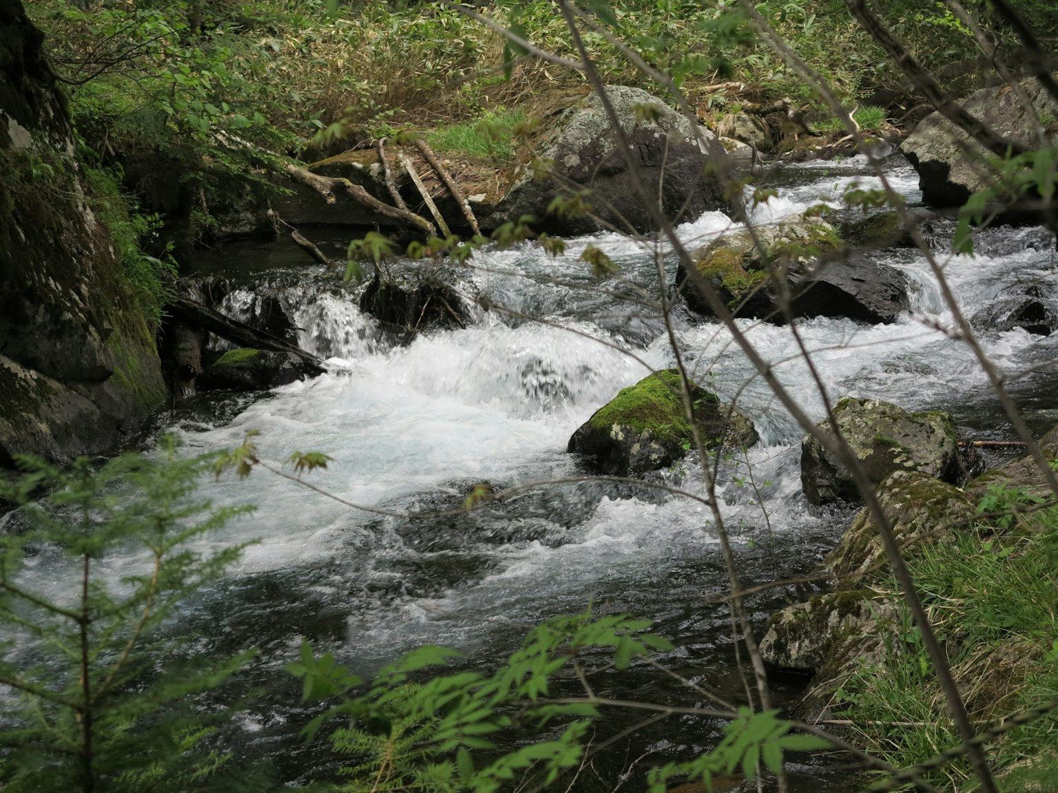 Un río que fluye rodeado de vegetación exuberante
