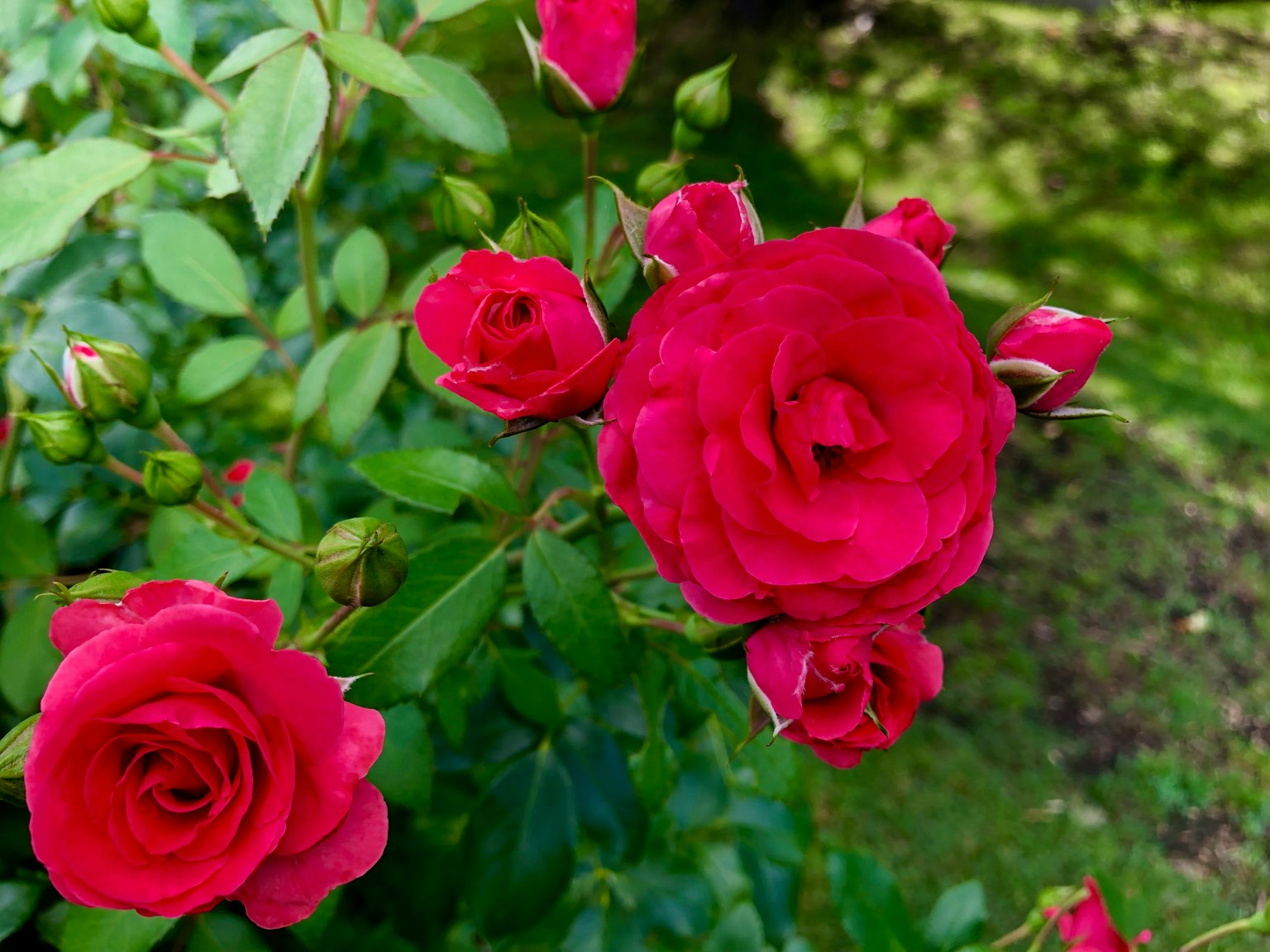 Acercamiento de rosas rojas vibrantes en flor sobre una rama