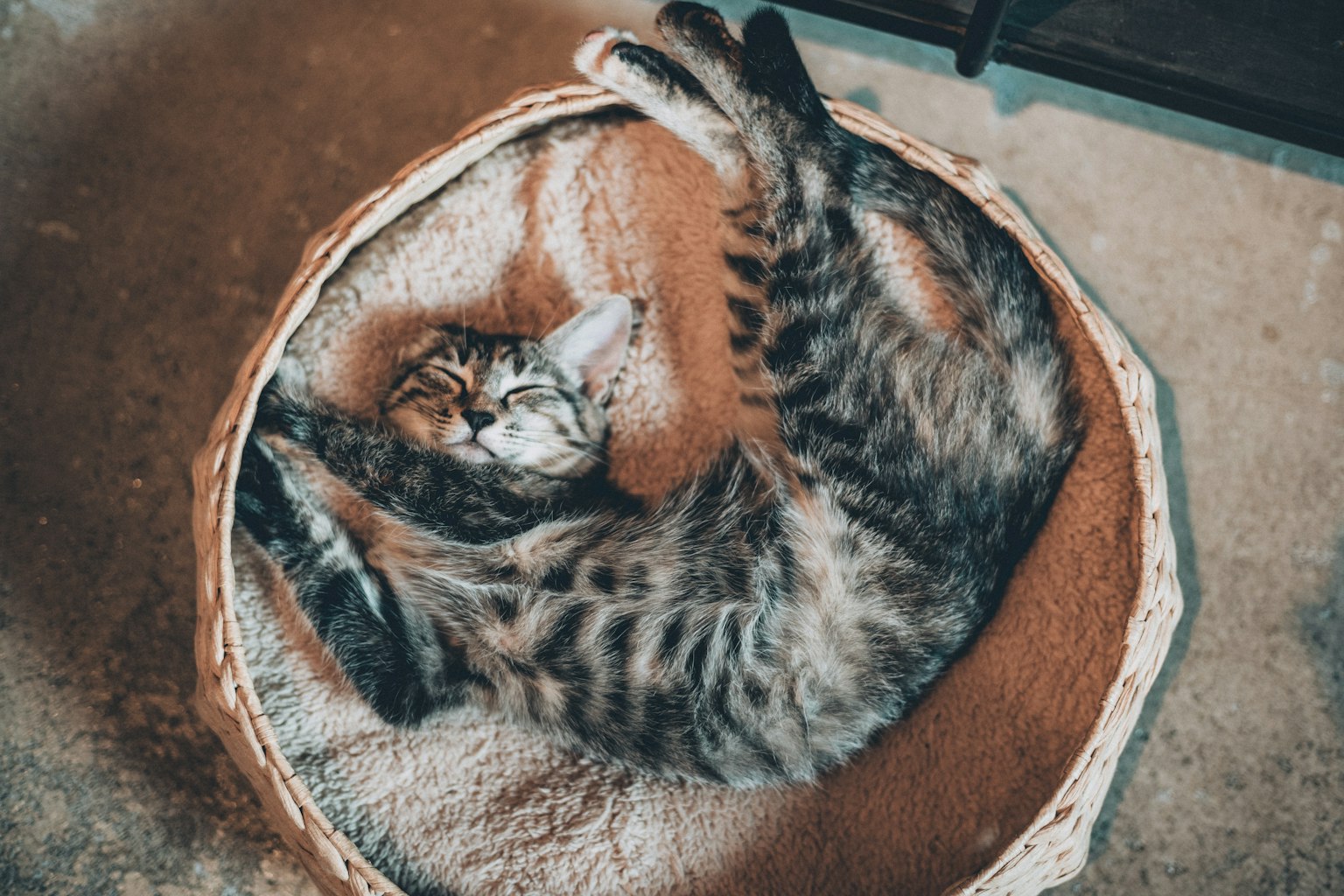Một con mèo đang ngủ và duỗi người trong một chiếc giường ấm cúng