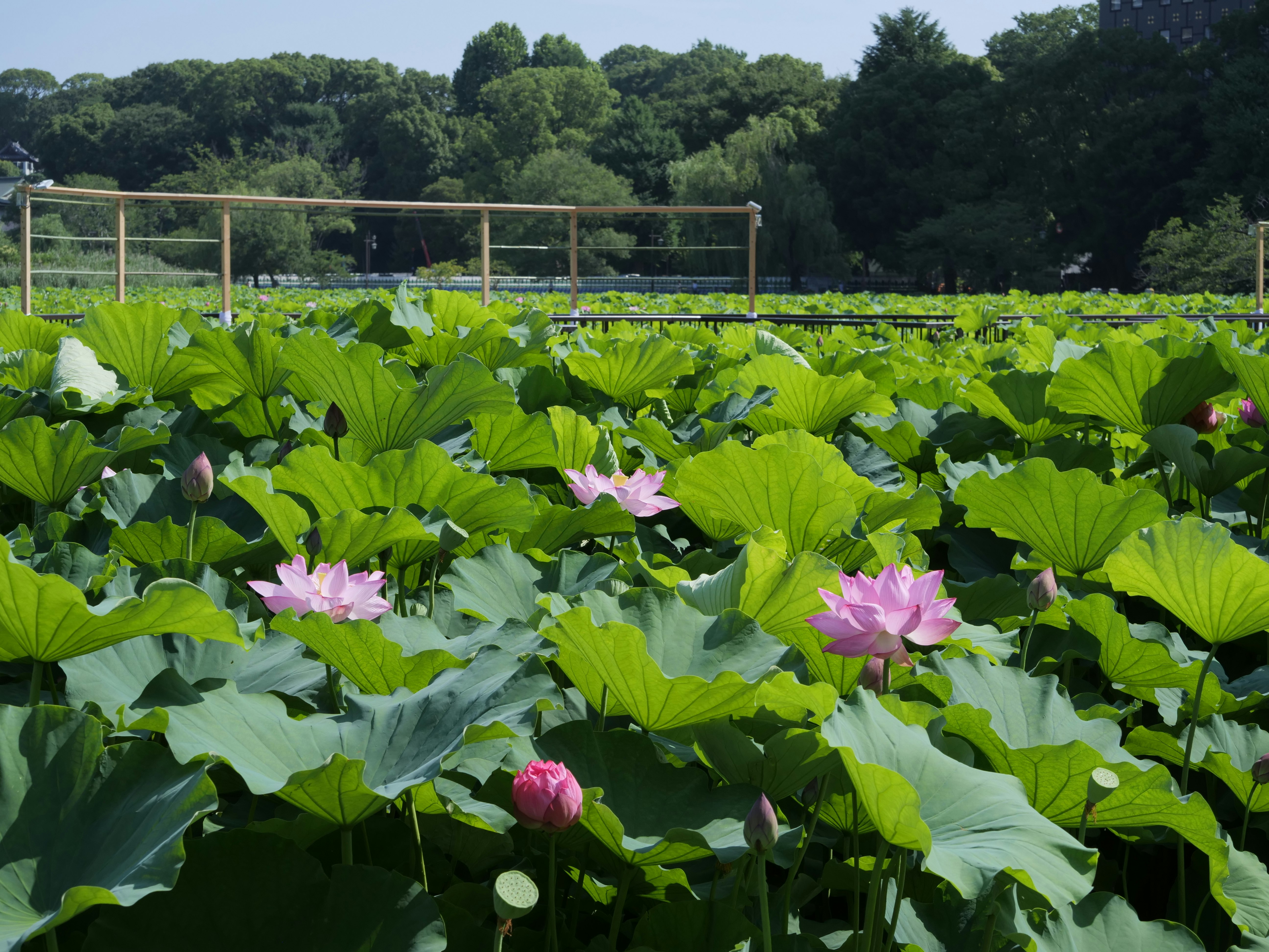 不忍池の蓮の花が咲く緑の水辺の景色