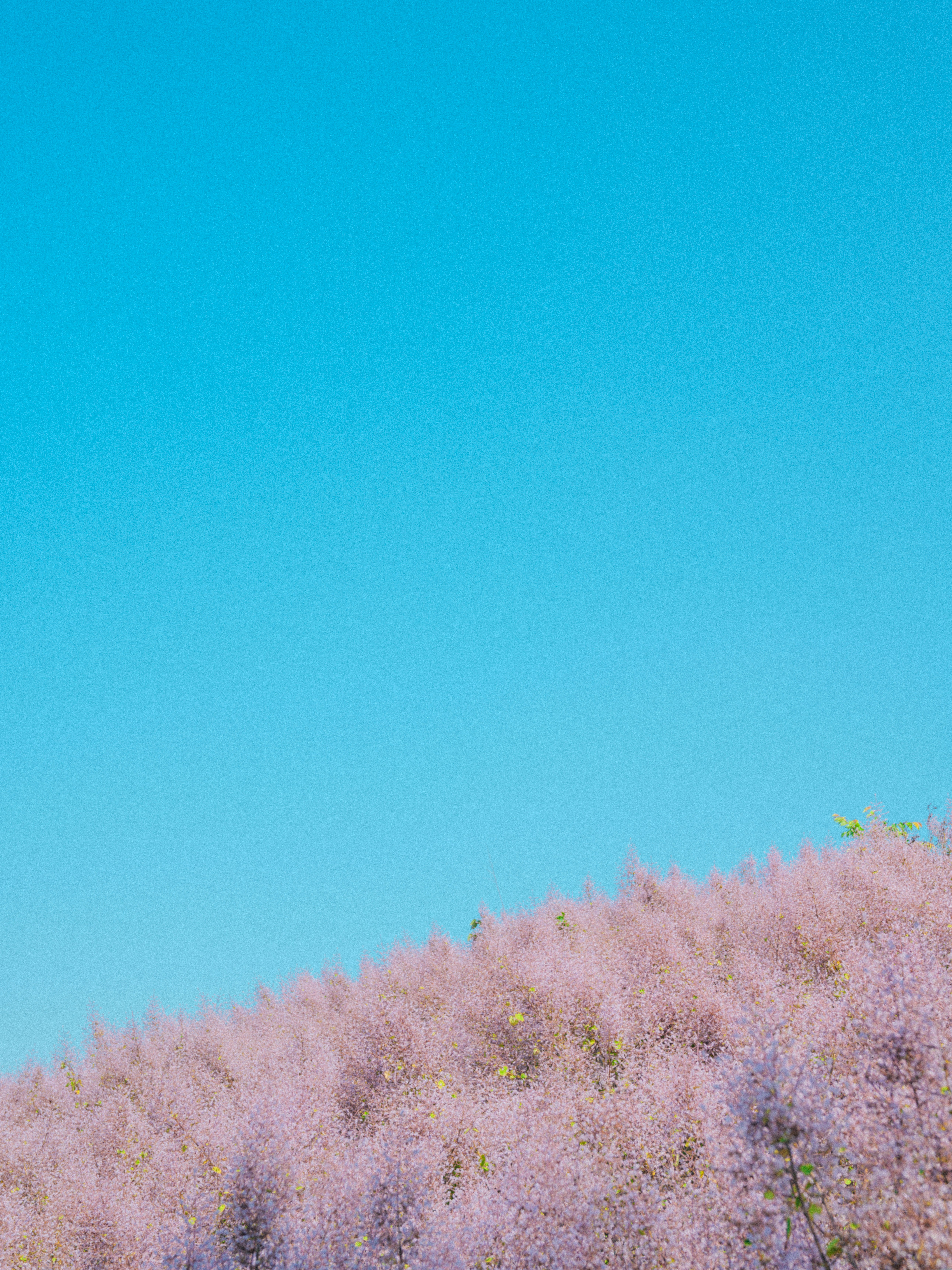 青空の下に広がる淡いピンクの花の群生