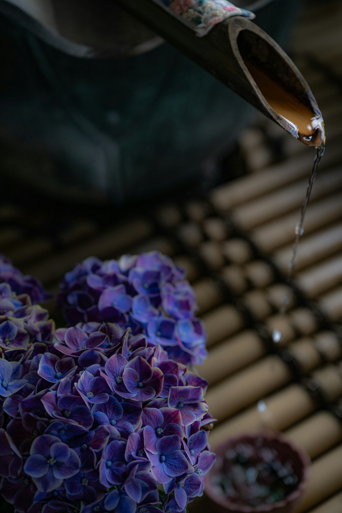 紫陽花の花と水やり用のホース先