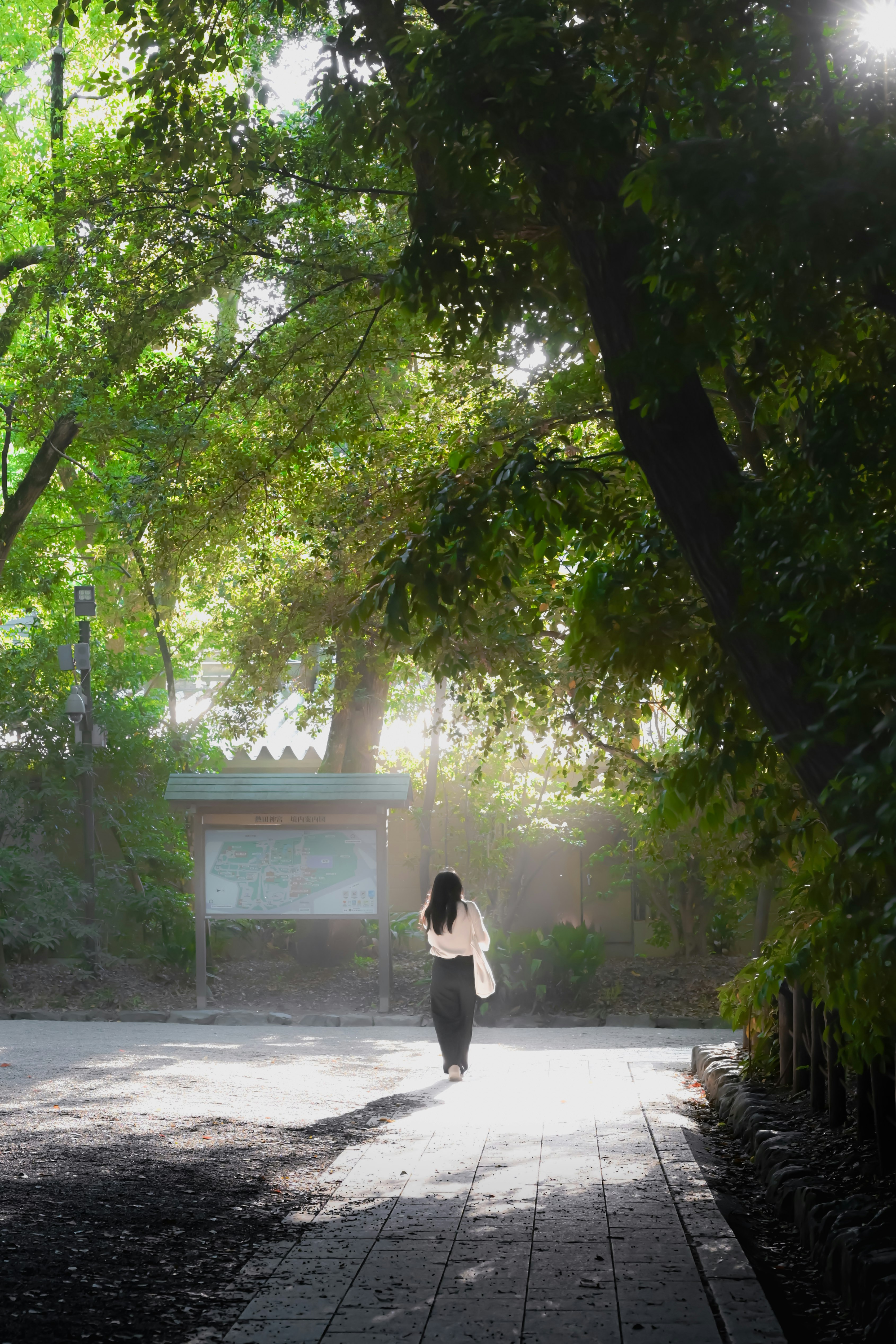 sun-dappled walkway under fresh green trees