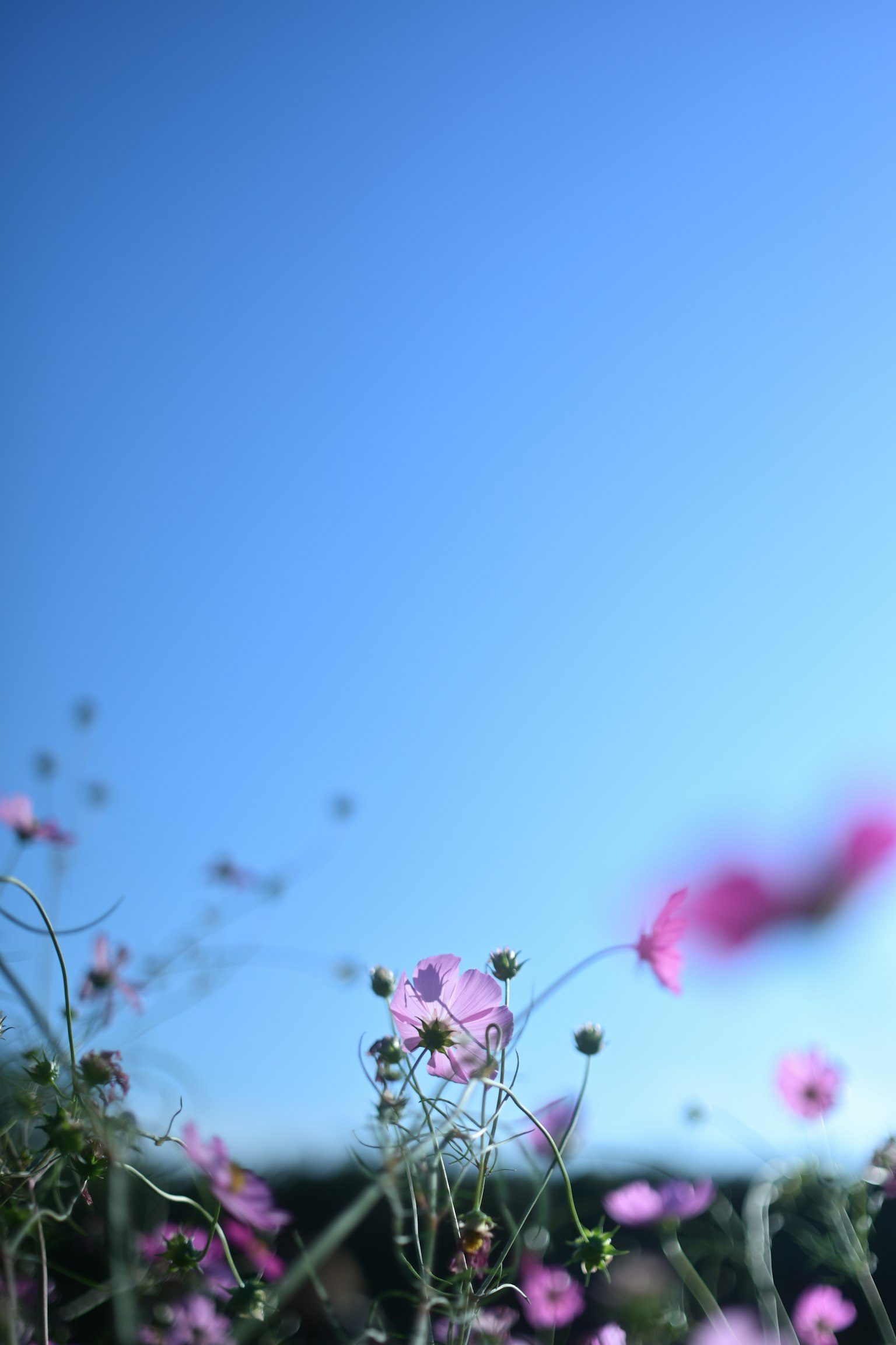 清澈藍天下的精緻粉色花朵與綠色莖