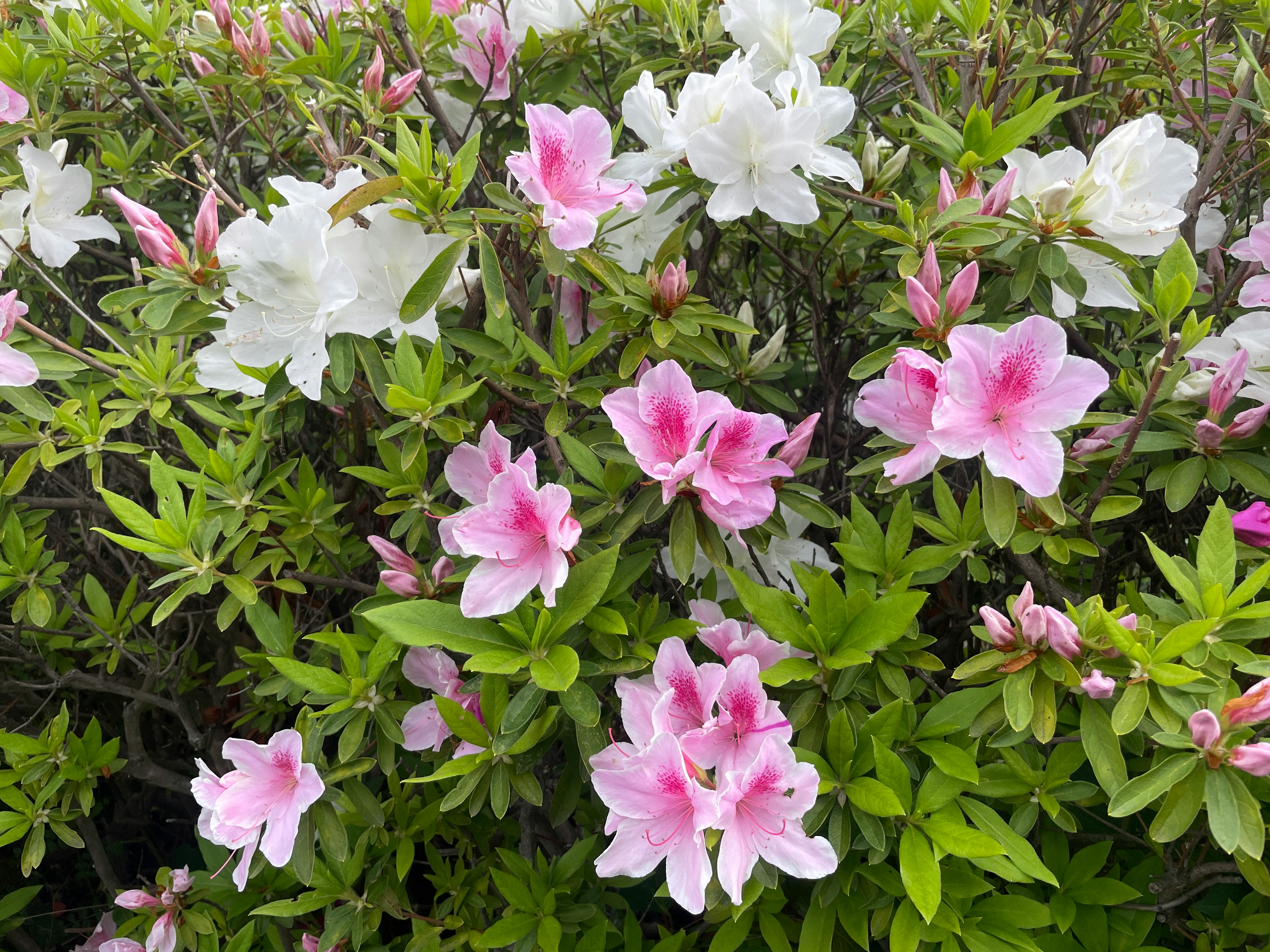 pink and white azalea blossoms in a flower bed