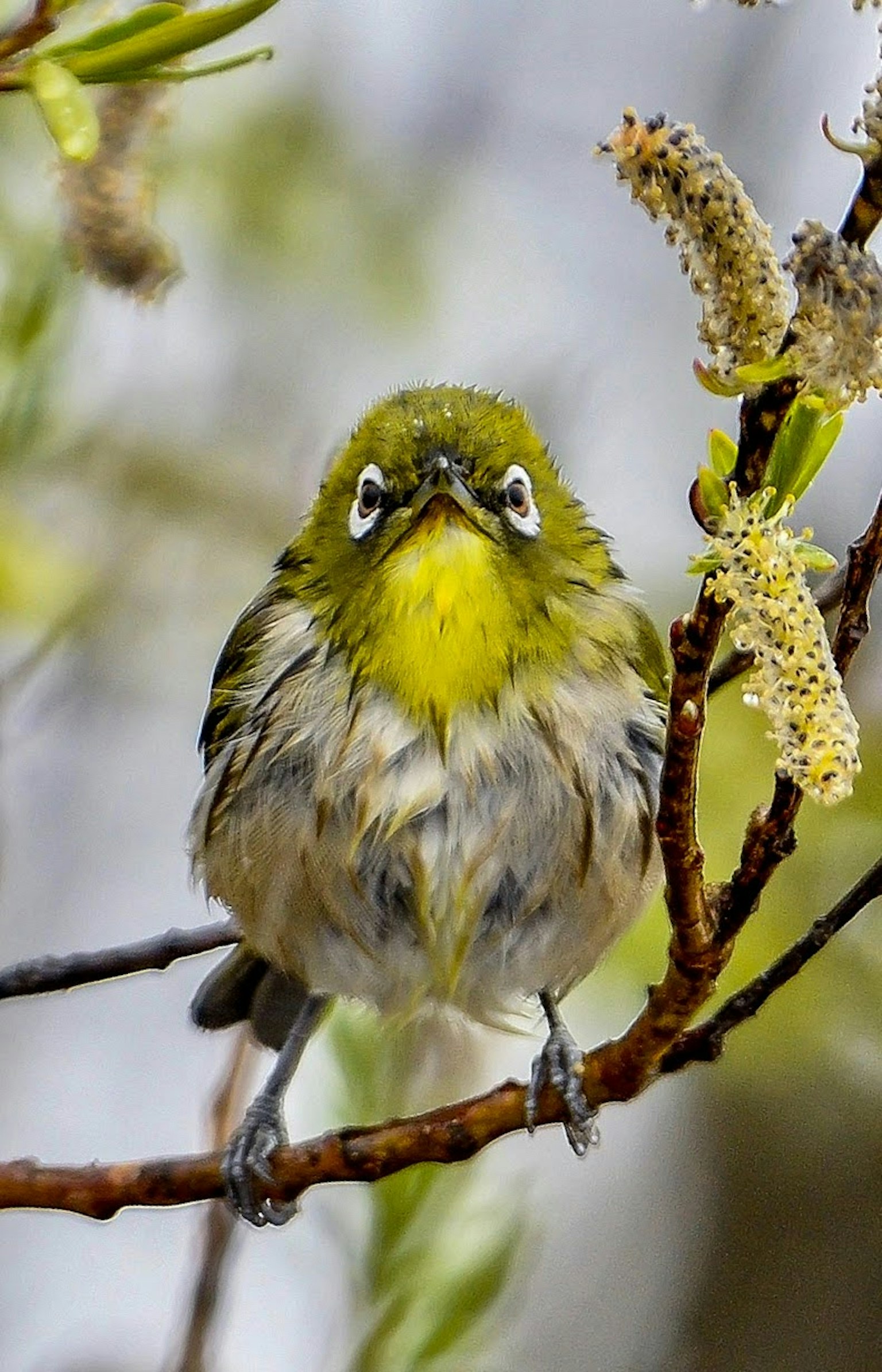 Un pequeño pájaro posado en una rama con cabeza y pecho amarillos brillantes y ojos distintivos