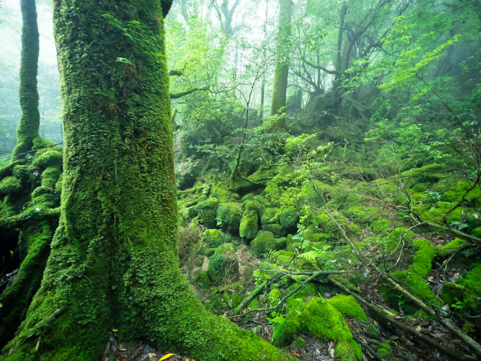 雾霭森林场景，树木和岩石覆盖着苔藓