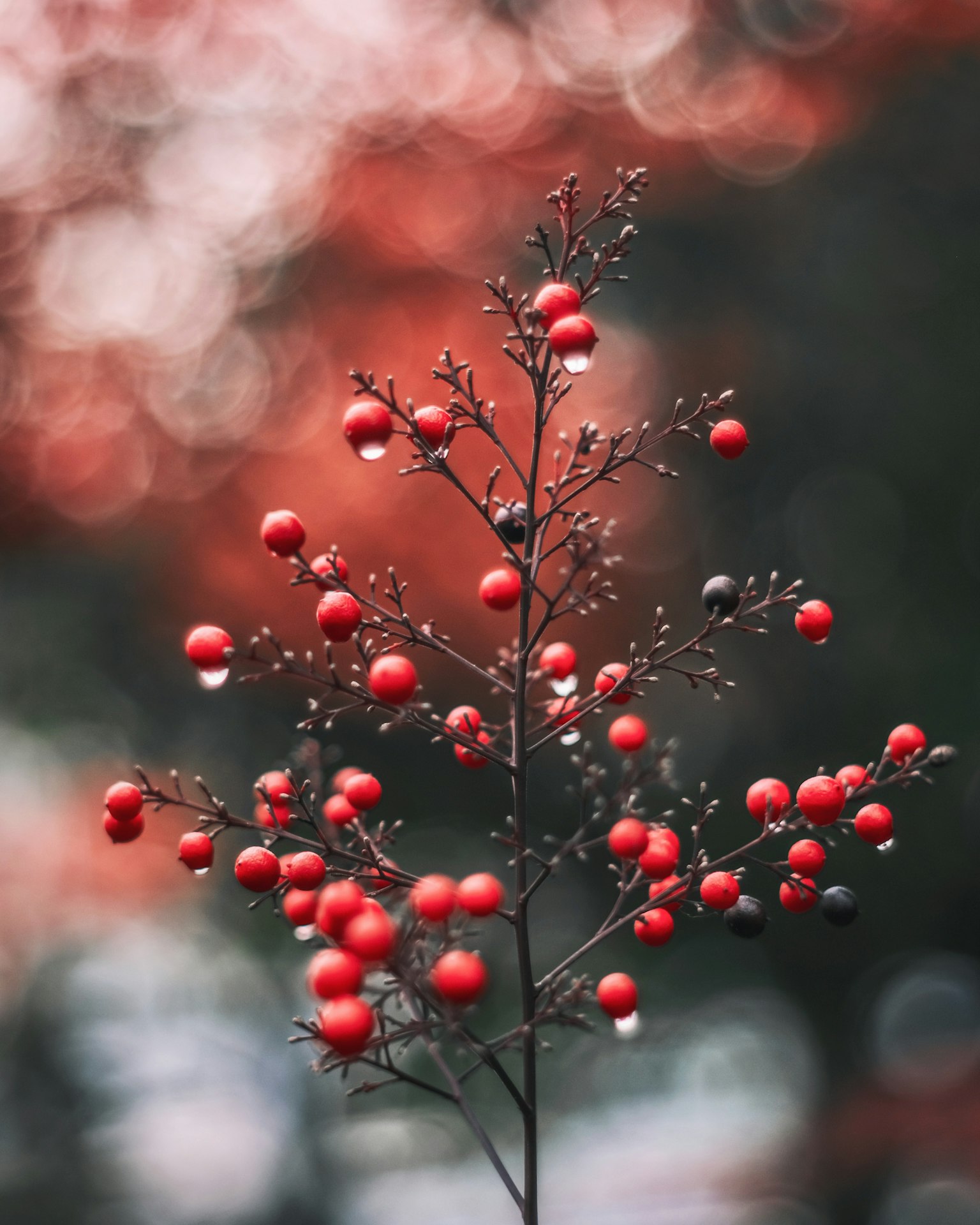 A slender branch with red berries set against a blurred background of red and green hues