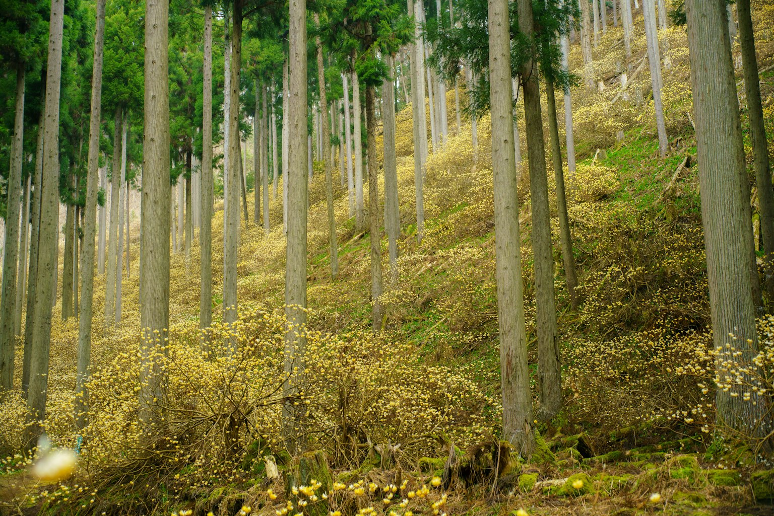 Pendio forestale con alberi verdi e sottobosco giallo