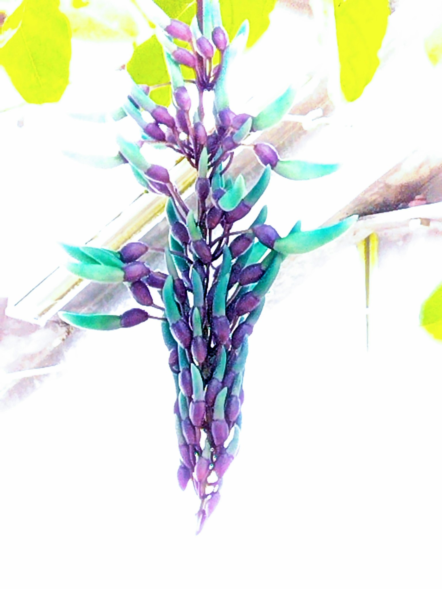 Image de fleurs suspendues violettes et vertes