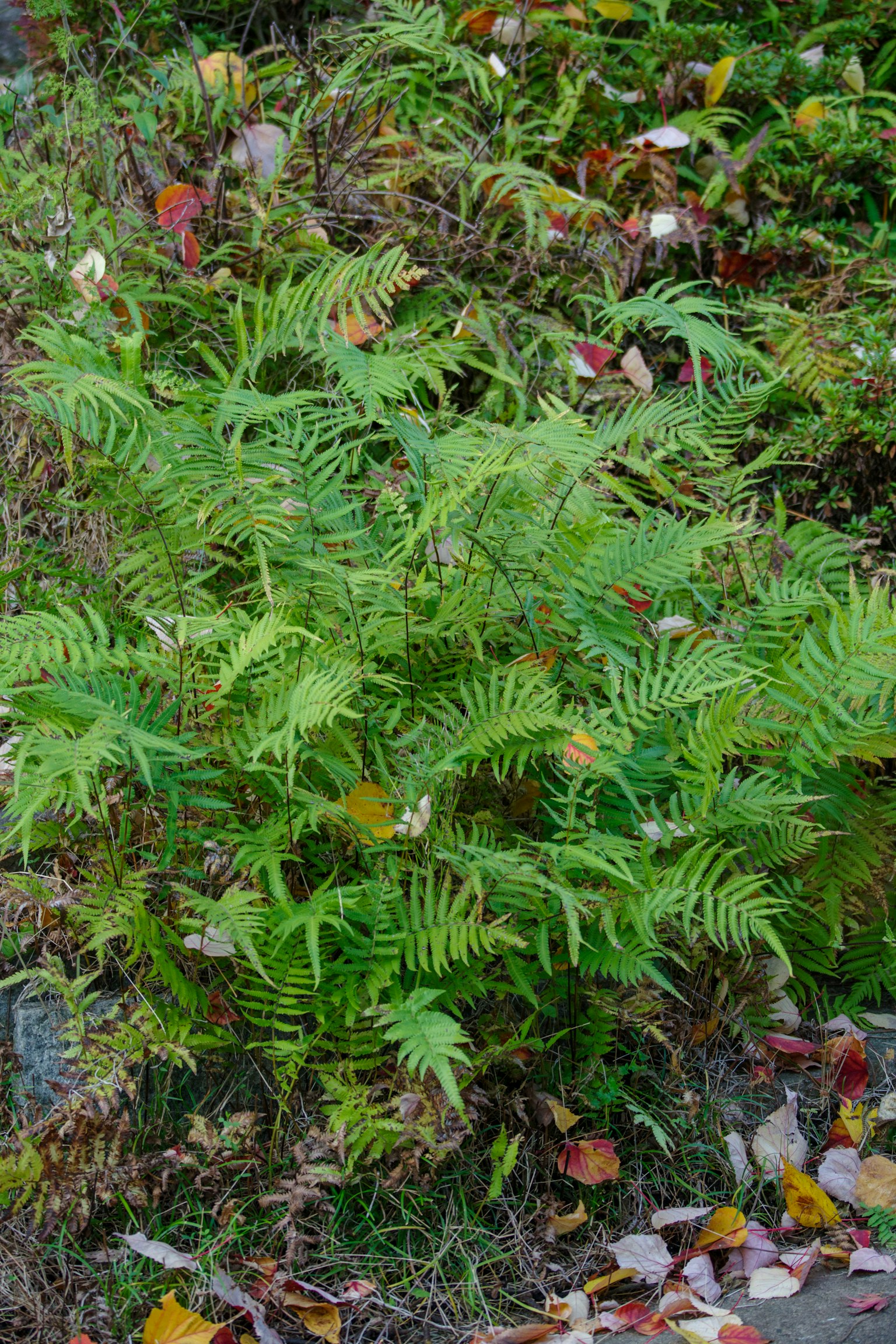Plante de fougère verte poussant parmi des feuilles tombées environnantes