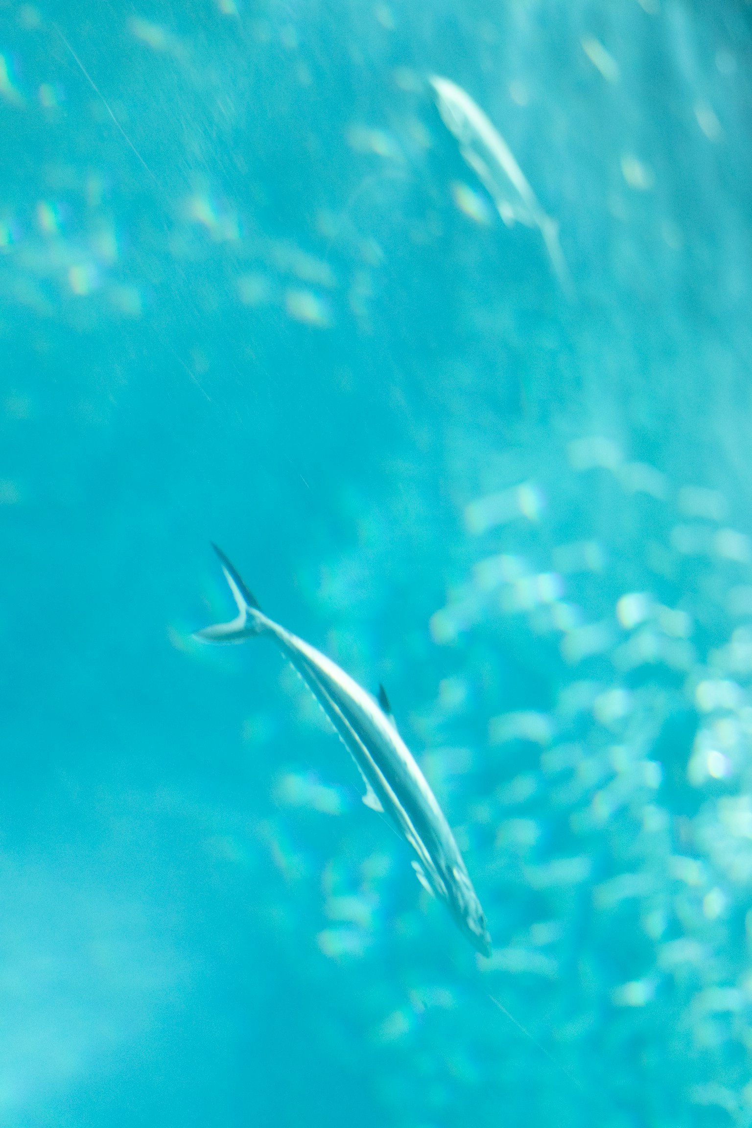 水中を泳ぐ魚の鮮やかな姿と青い水の背景