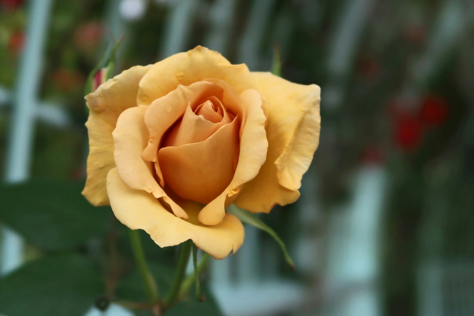 Eine blühende gelbe Rose mit sanften Blütenblättern