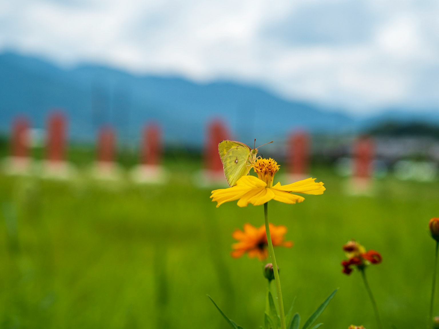 Mariposa posada sobre una flor amarilla con un fondo borroso de hierba verde y montañas