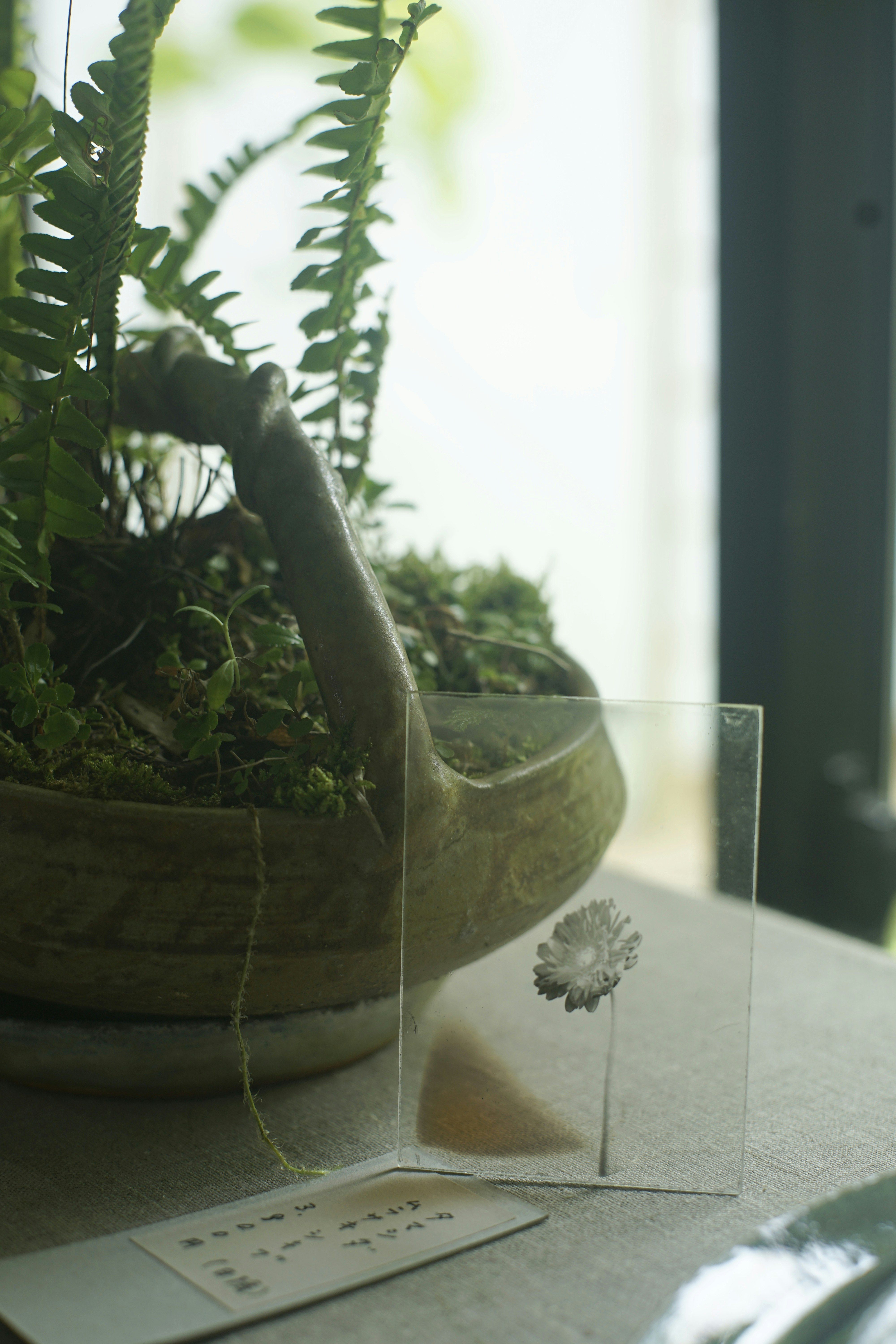 窓辺の観葉植物とテーブルの上のカード