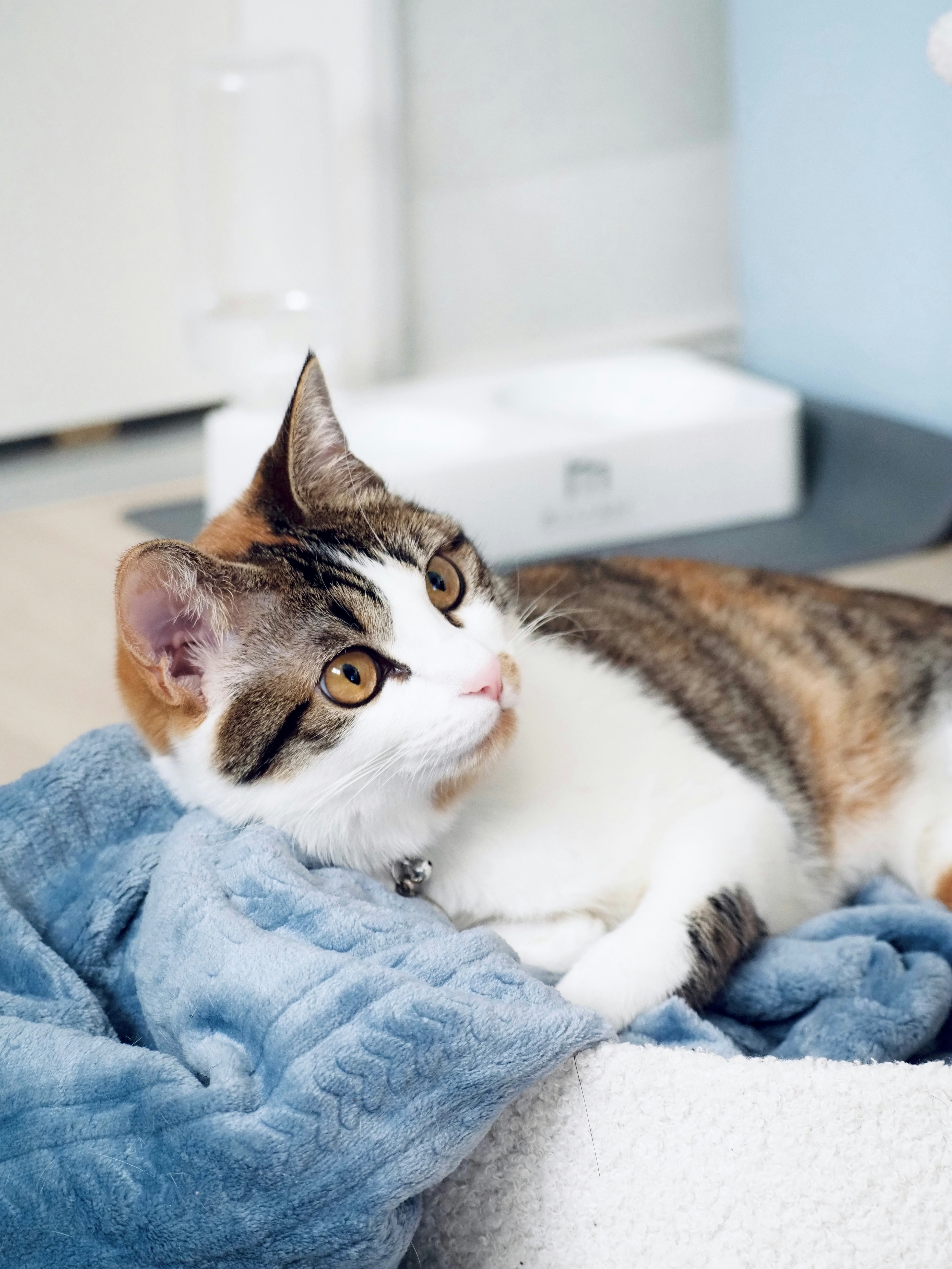 Haustierkatze entspannt auf einer Decke