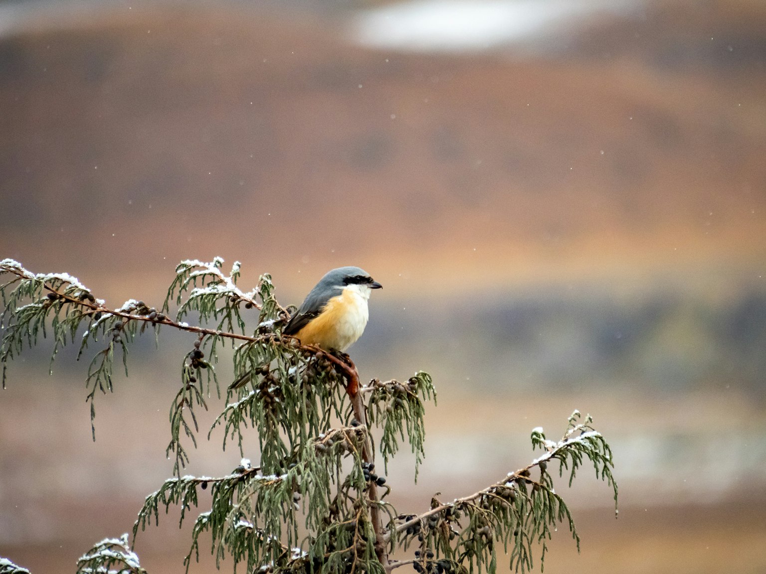 Un piccolo uccello appollaiato su un ramo d'albero coperto di neve
