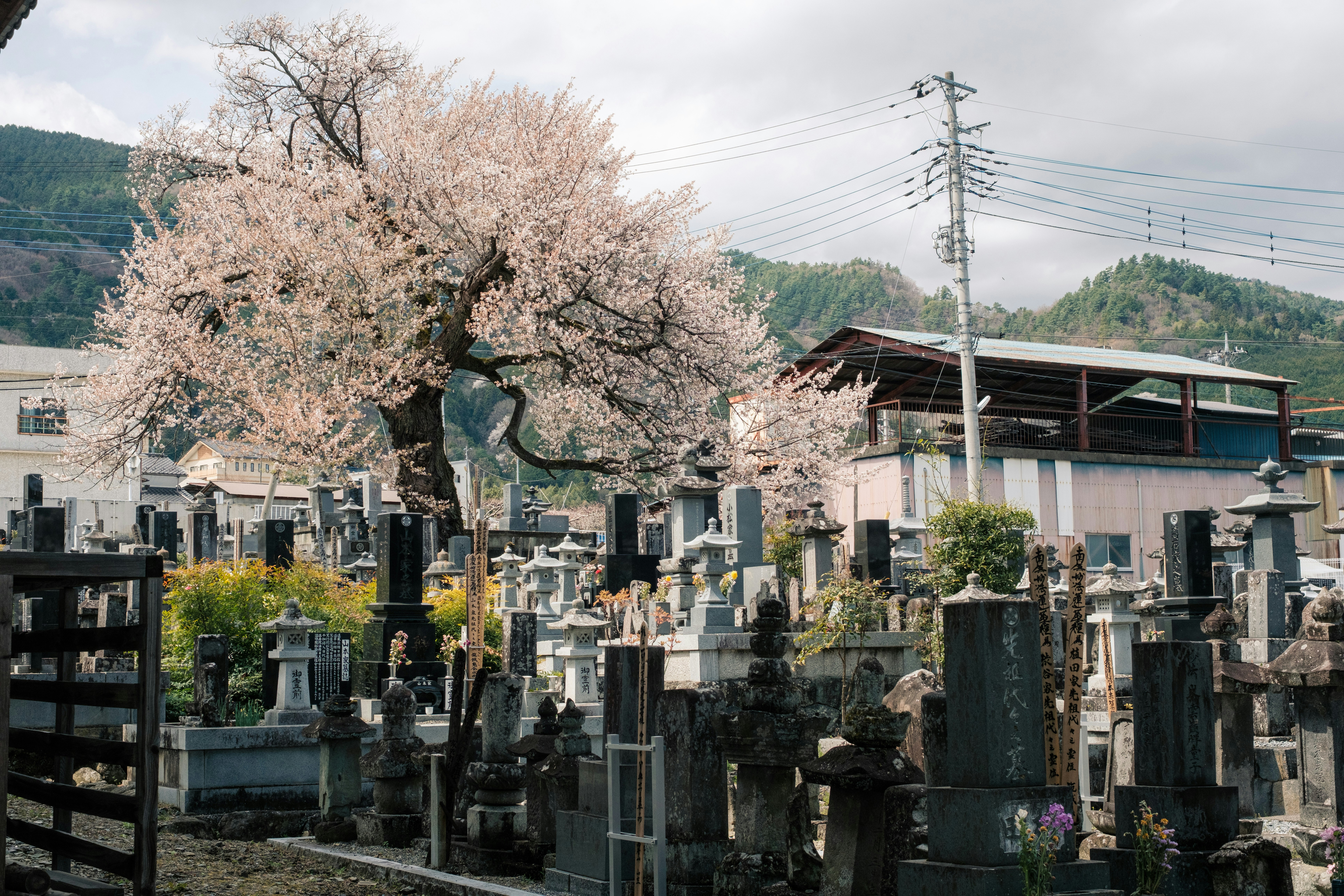 桜の咲く墓地の石碑と参道