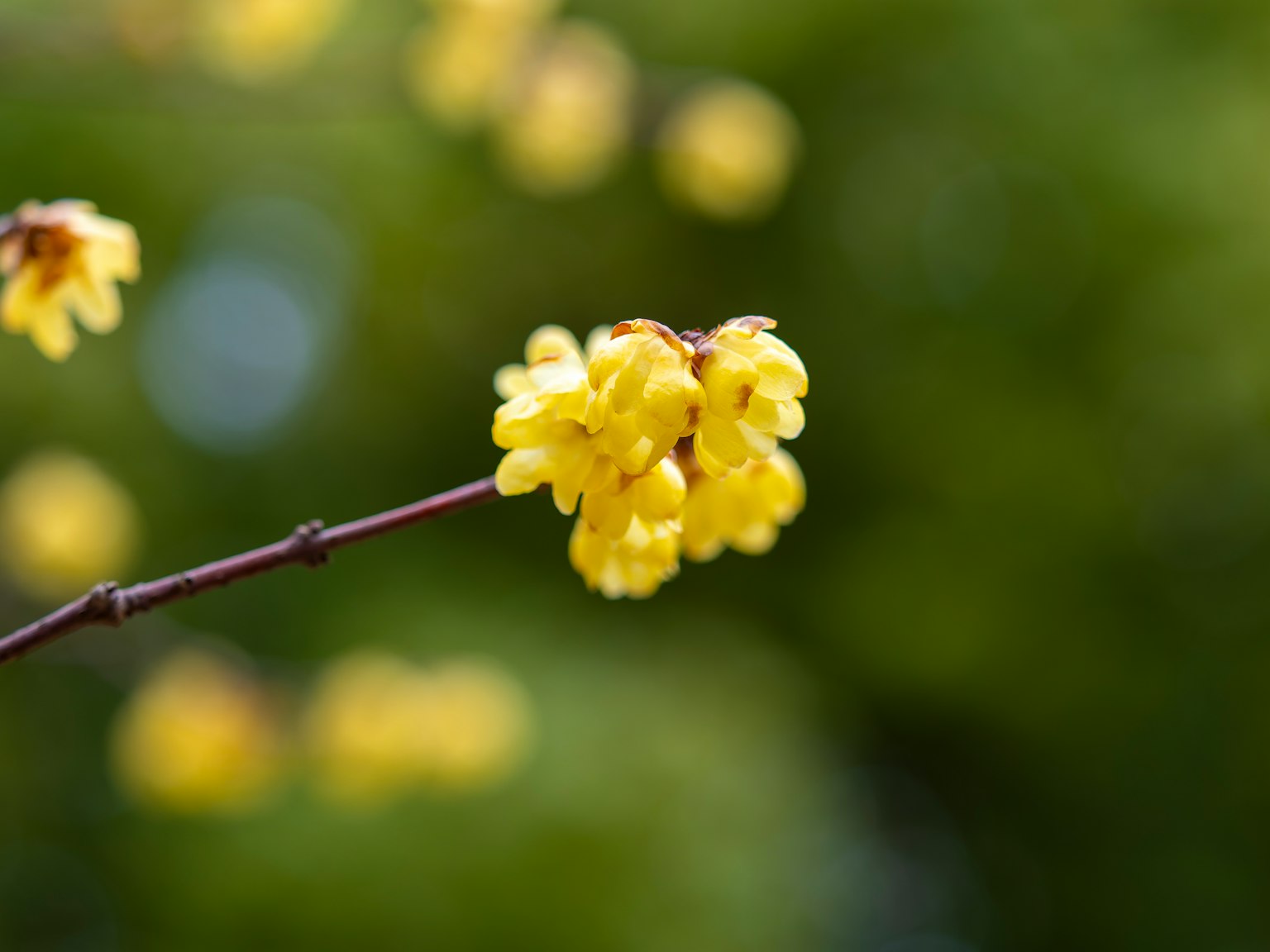 Close-up of yellow flowers on a branch with a blurred green background
