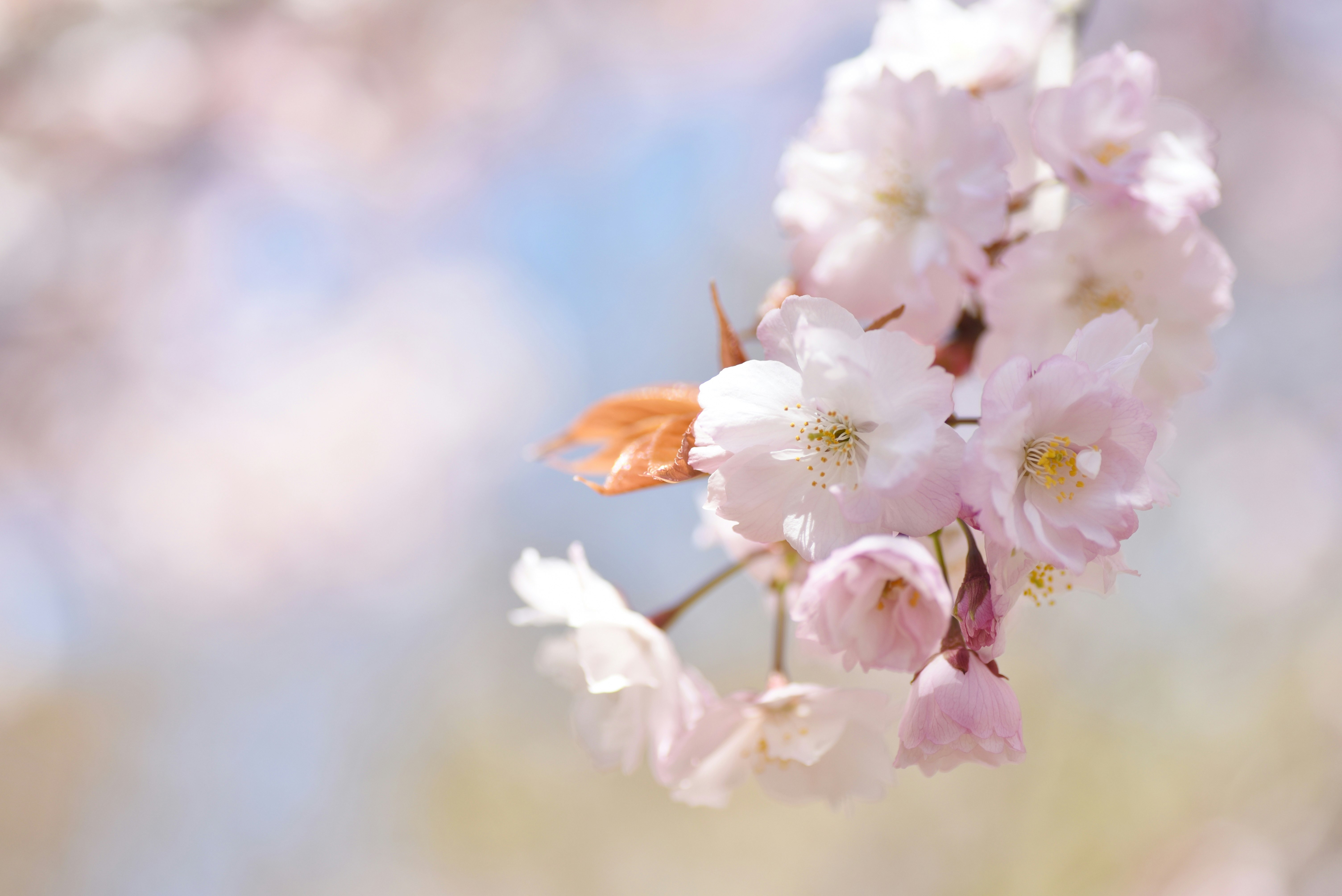 Close-up of cherry blossoms at Kyoto Prefectural Botanical Gardens