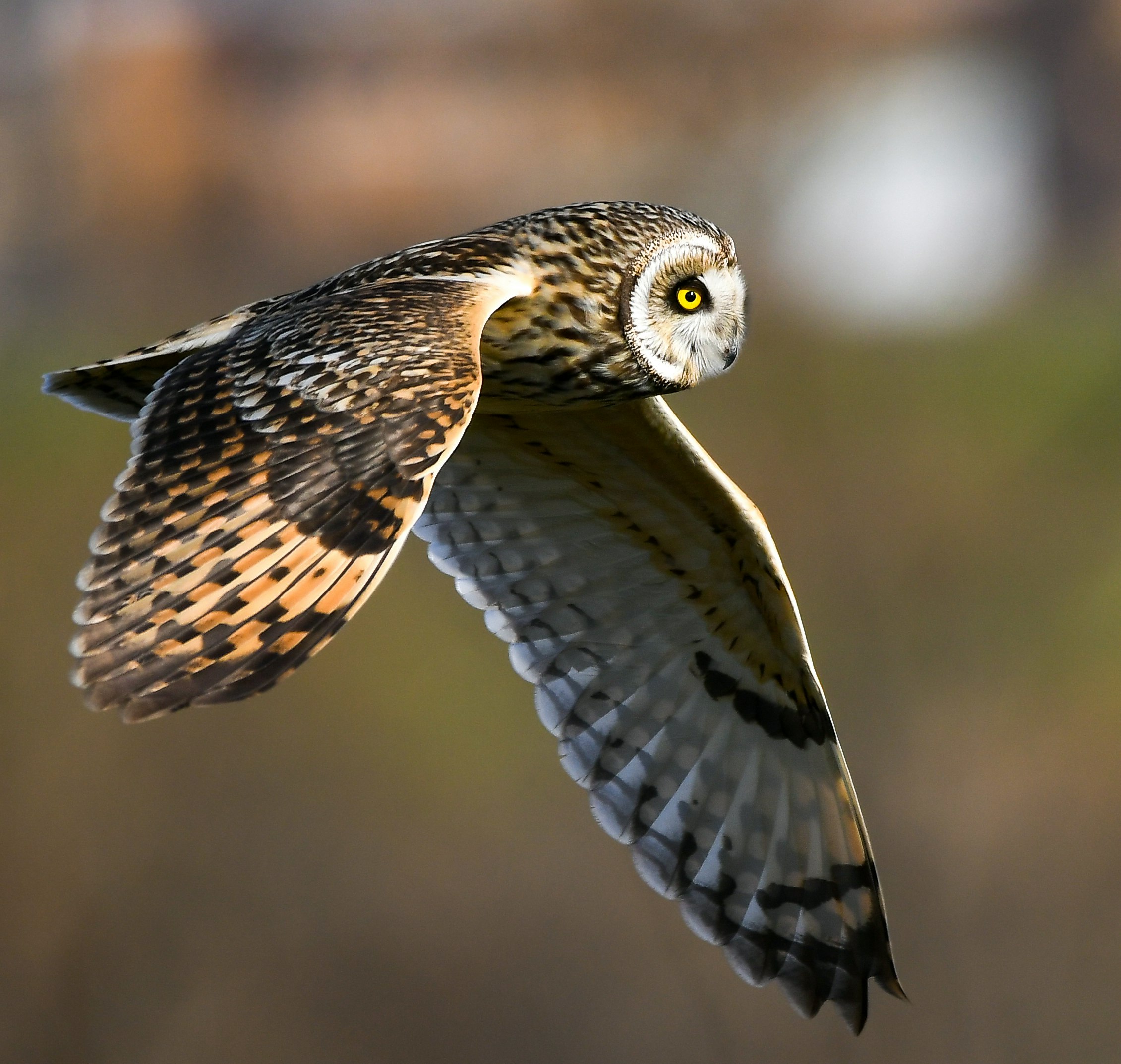 Allocco di palude in volo, scena naturalistica di fauna selvatica