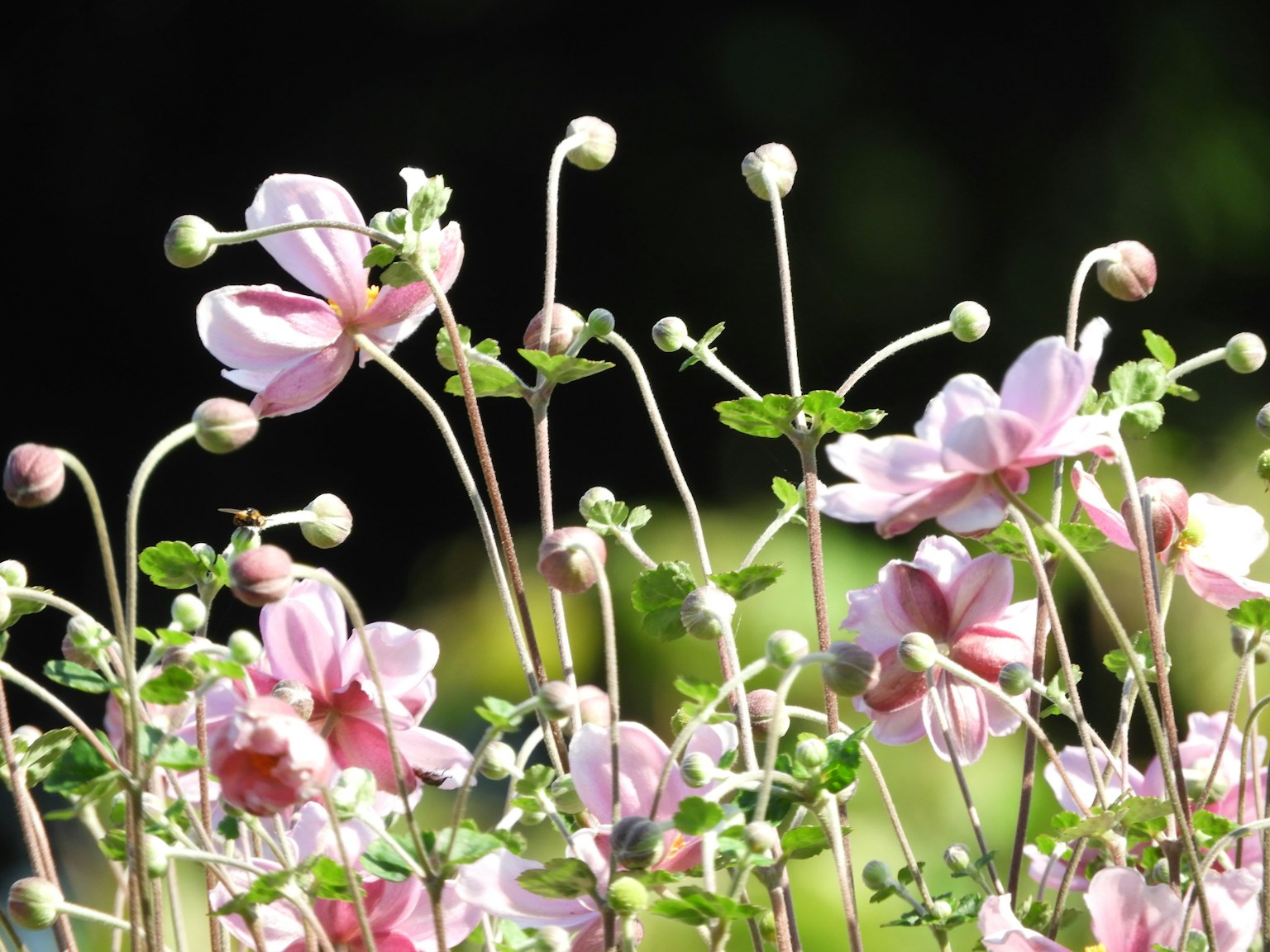 Grupo de flores rosa claro y capullos con hojas verdes