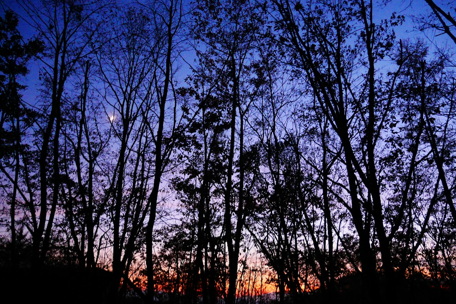 Silhouette di alberi contro un cielo al tramonto