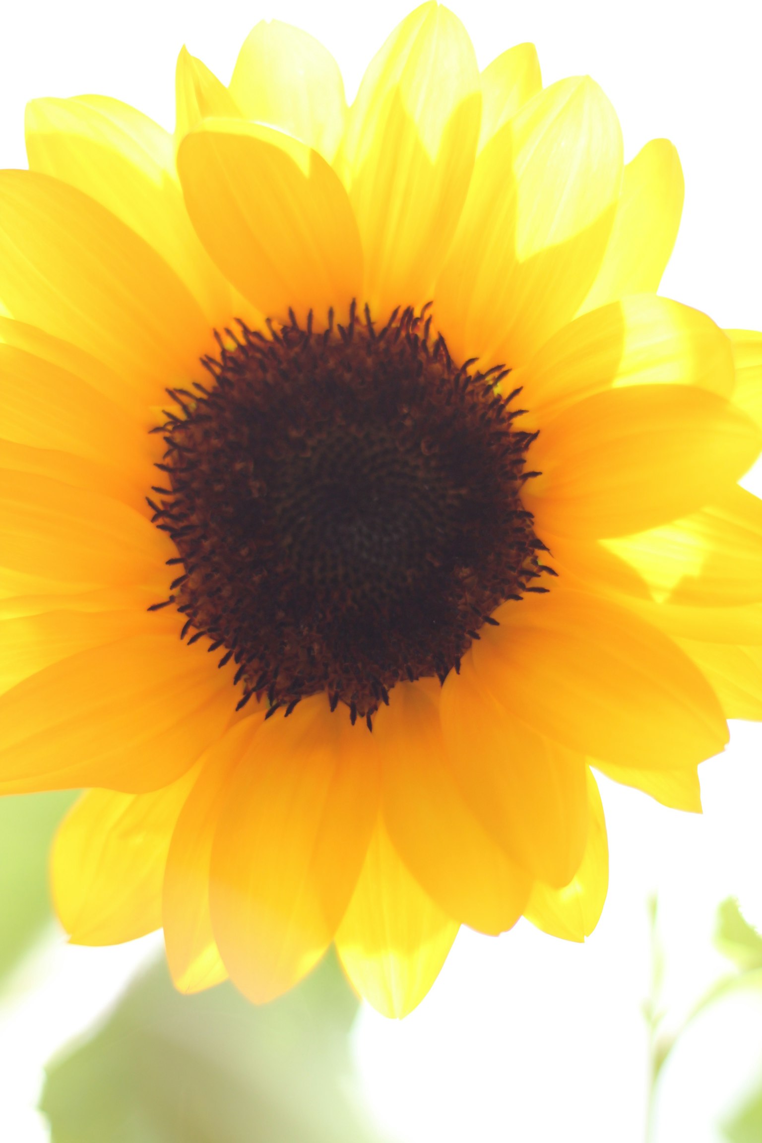 Nahaufnahme einer leuchtend gelben Sonnenblume