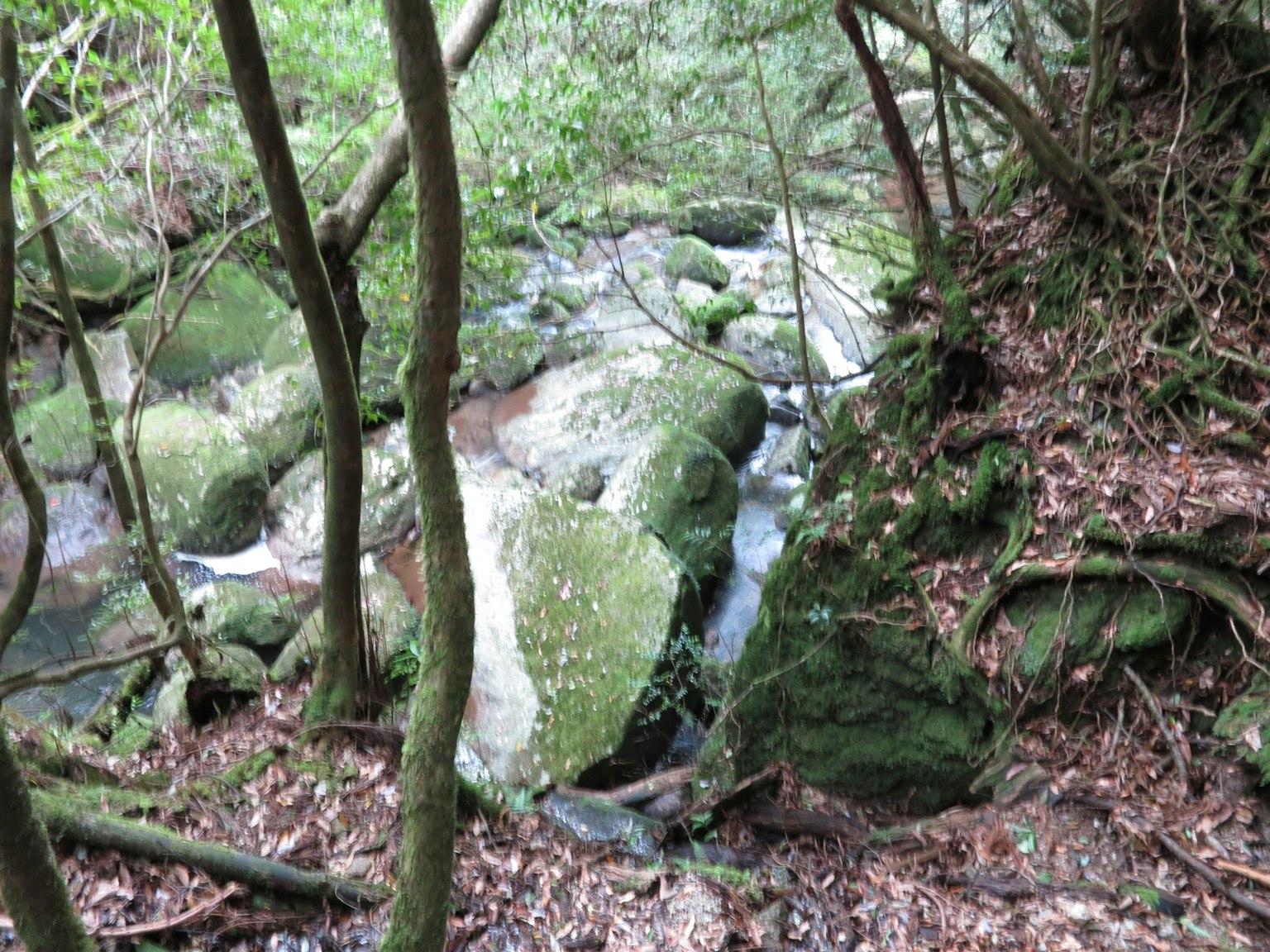 Un arroyo sereno que fluye a través de un bosque exuberante con rocas cubiertas de musgo