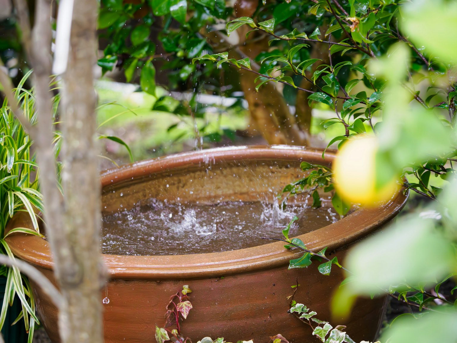 Pemandangan taman dengan pot terisi air dikelilingi tanaman hijau subur