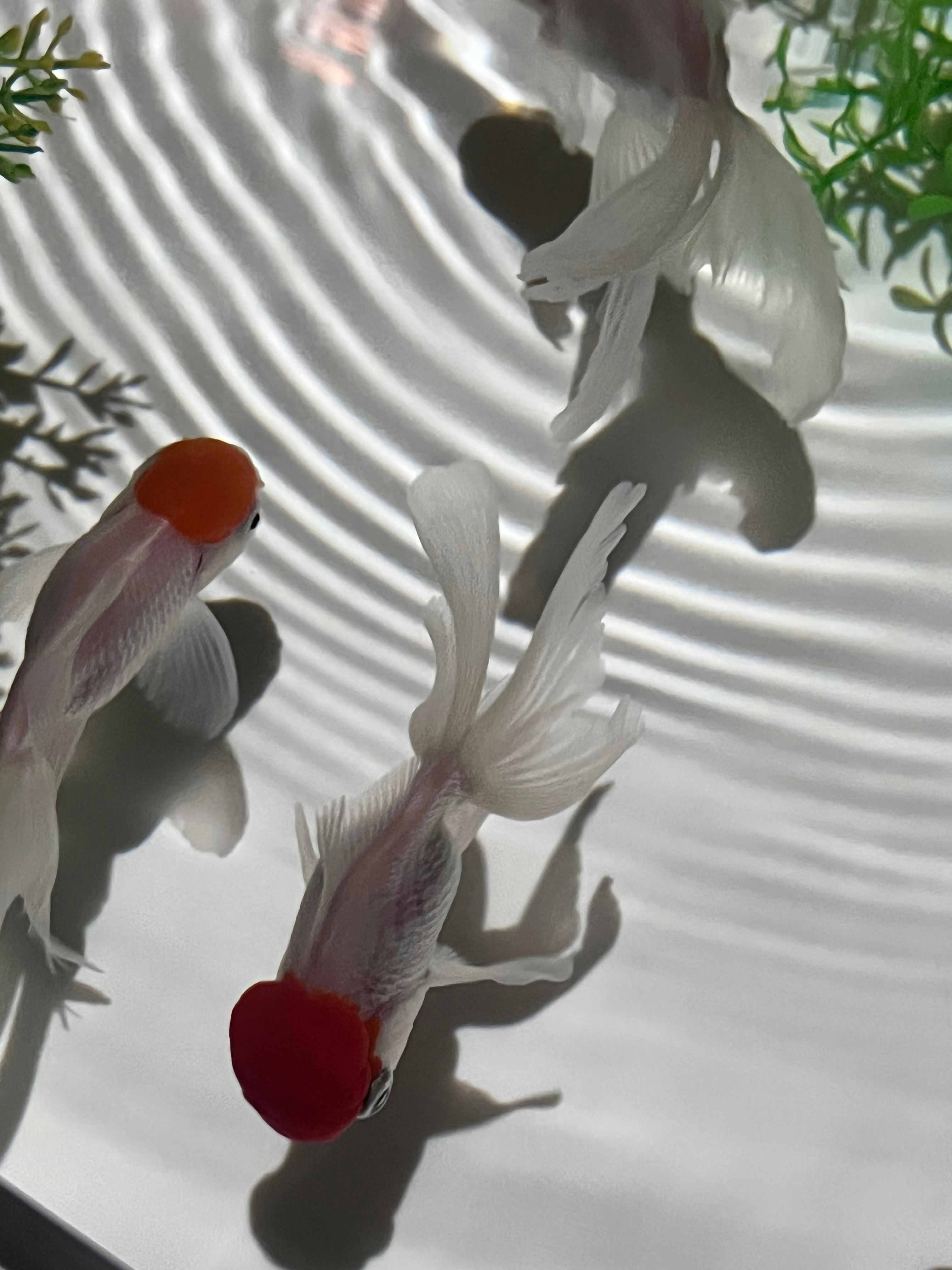 波紋のある水面に浮かぶ白い花びらと赤い花のある花のアレンジ