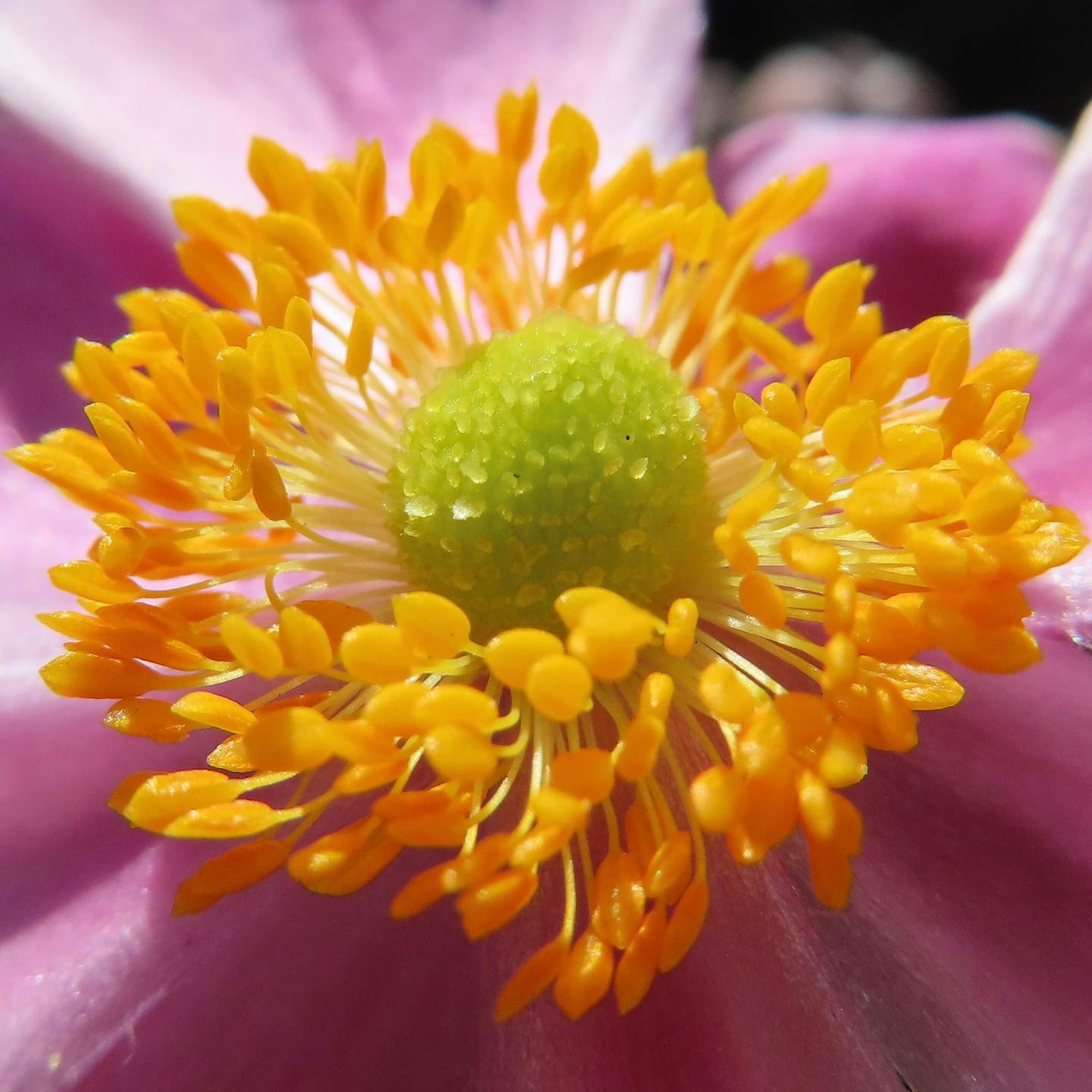Pétales de fleur rose vif avec un étamine verte et du pollen orange au centre
