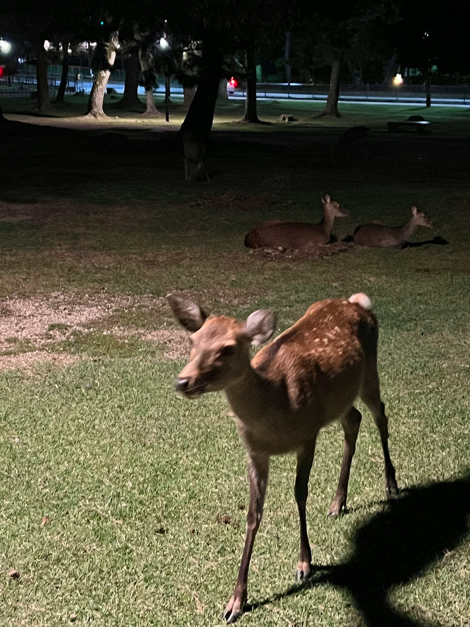 Ein Reh, das nachts in einem Park grast, mit anderen Rehen im Hintergrund
