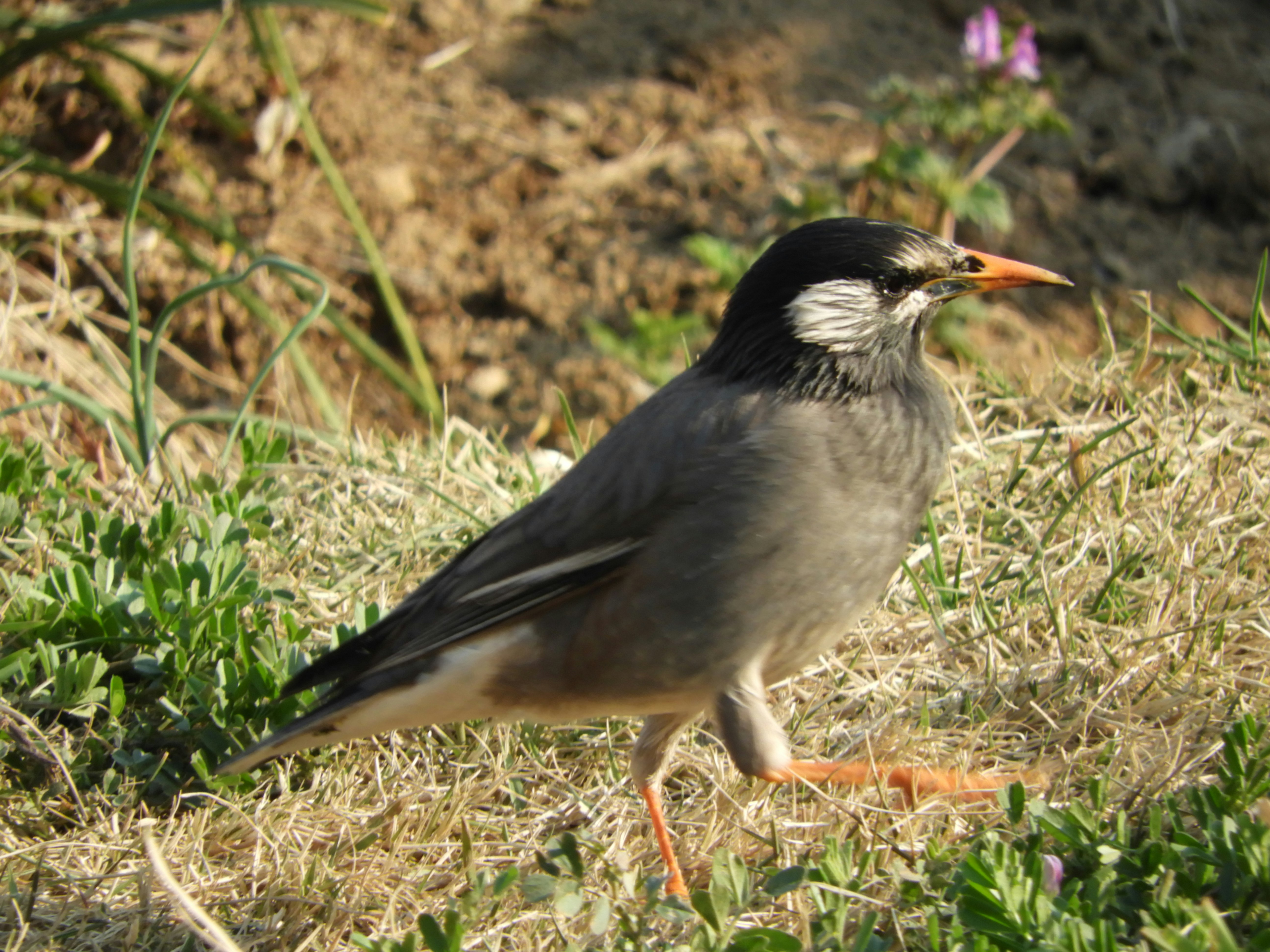 草地にいるムクドリの野鳥