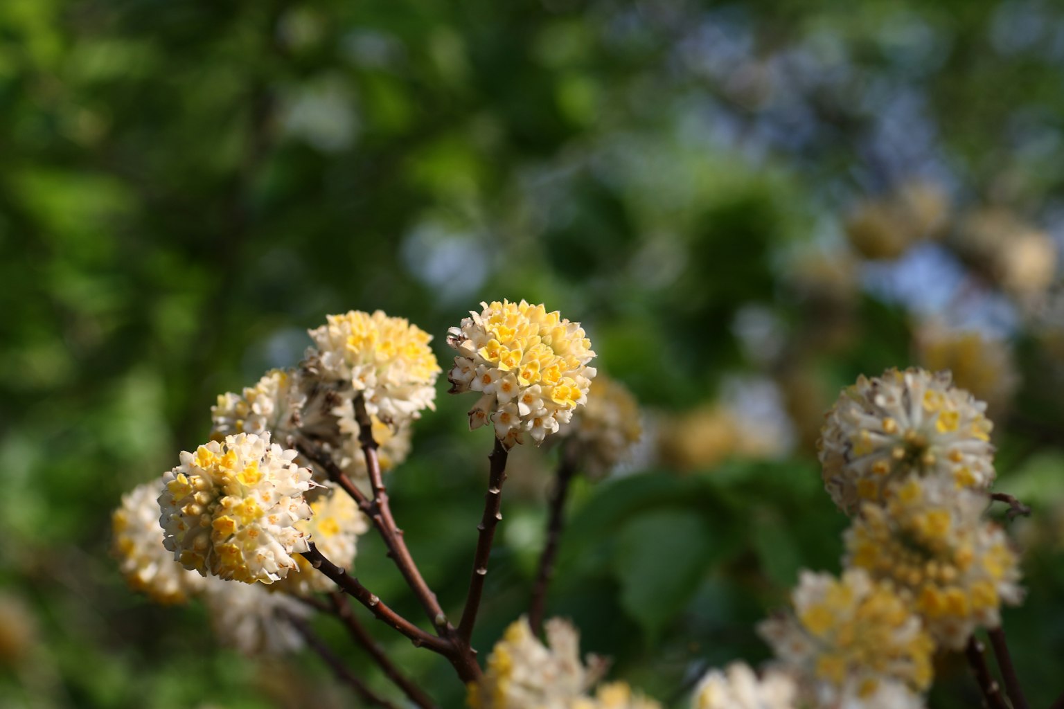Close-up of yellow flowers with a green background