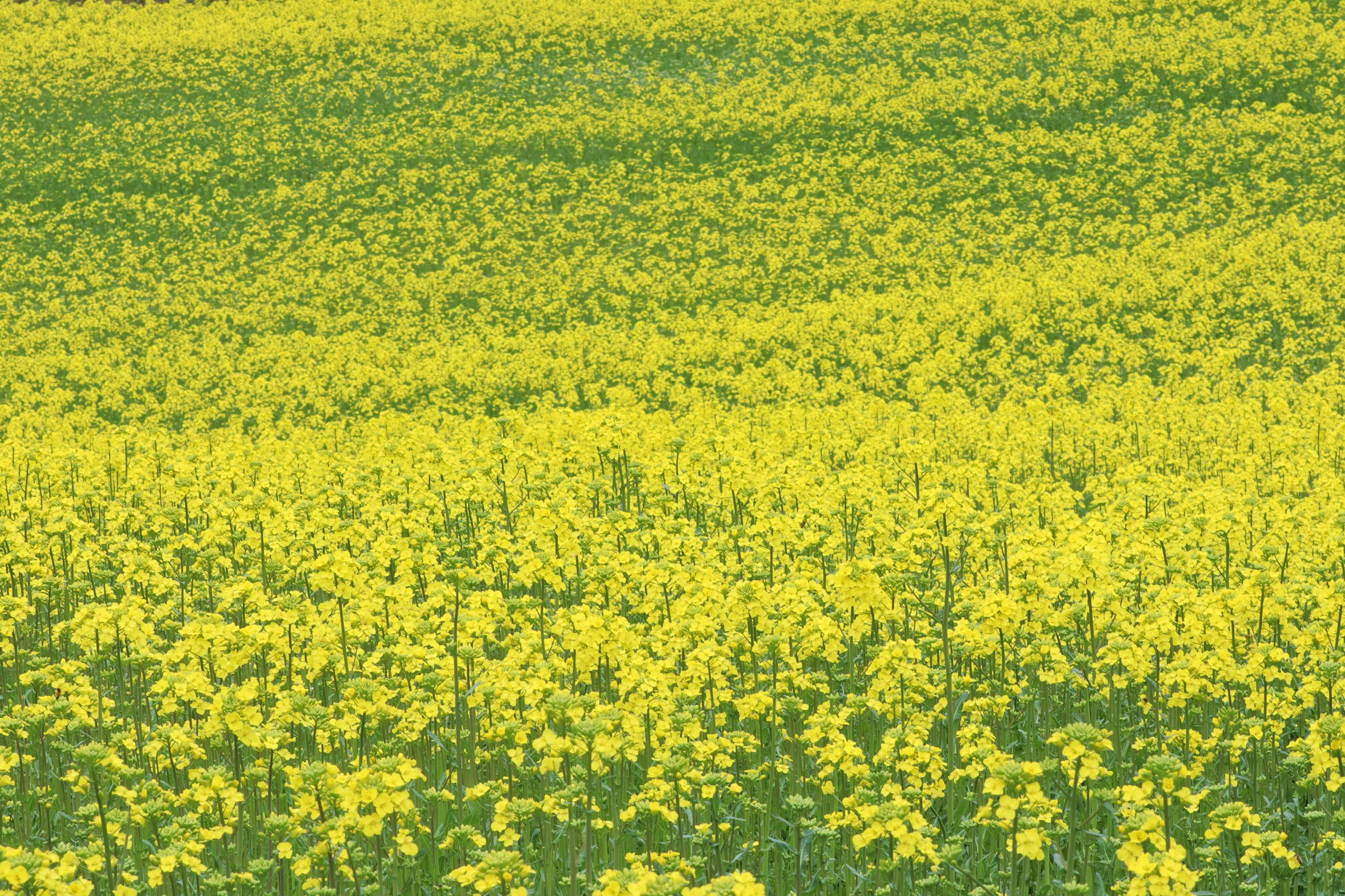 Vista ampia di un campo di fiori di colza gialli