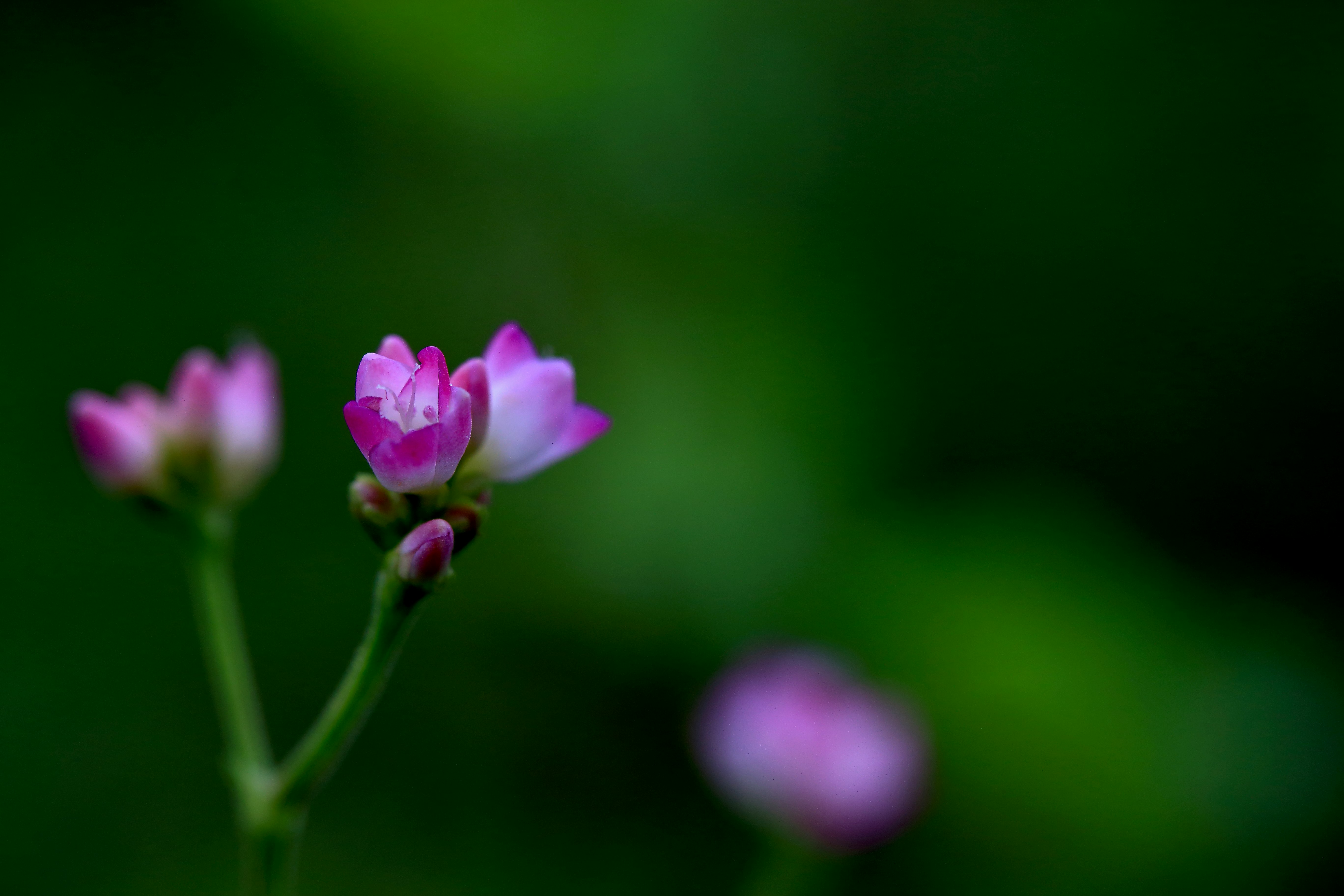 ピンクの花のマクロとボケた花々のある緑の背景