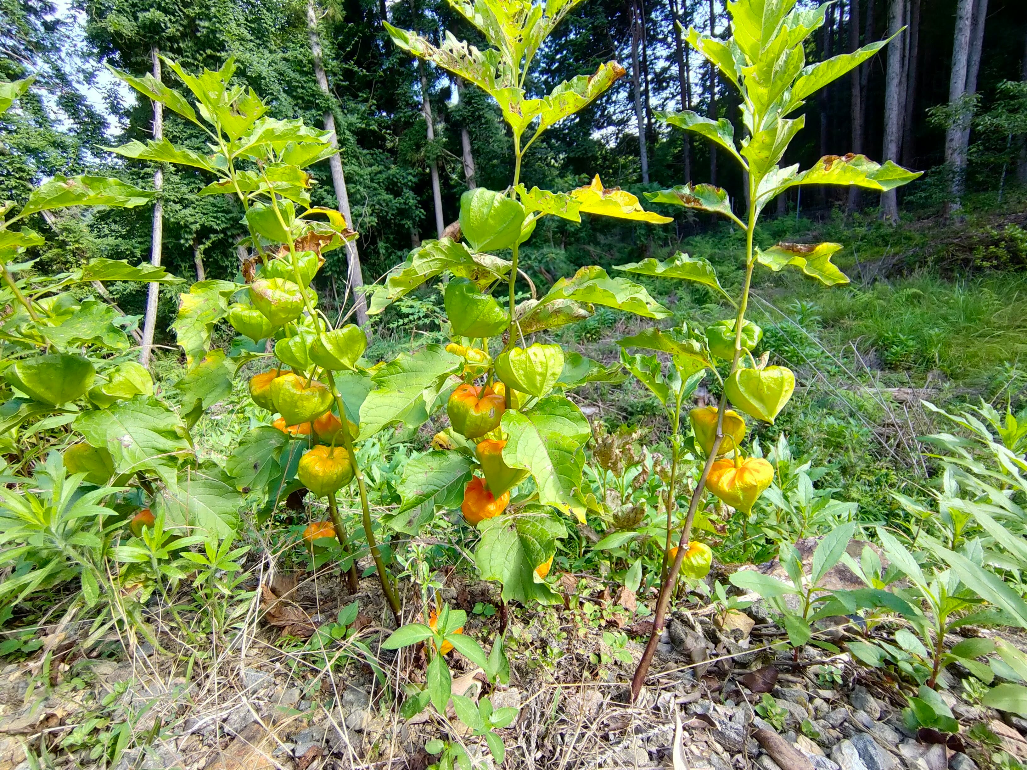 young fruit trees growing in a natural garden plot